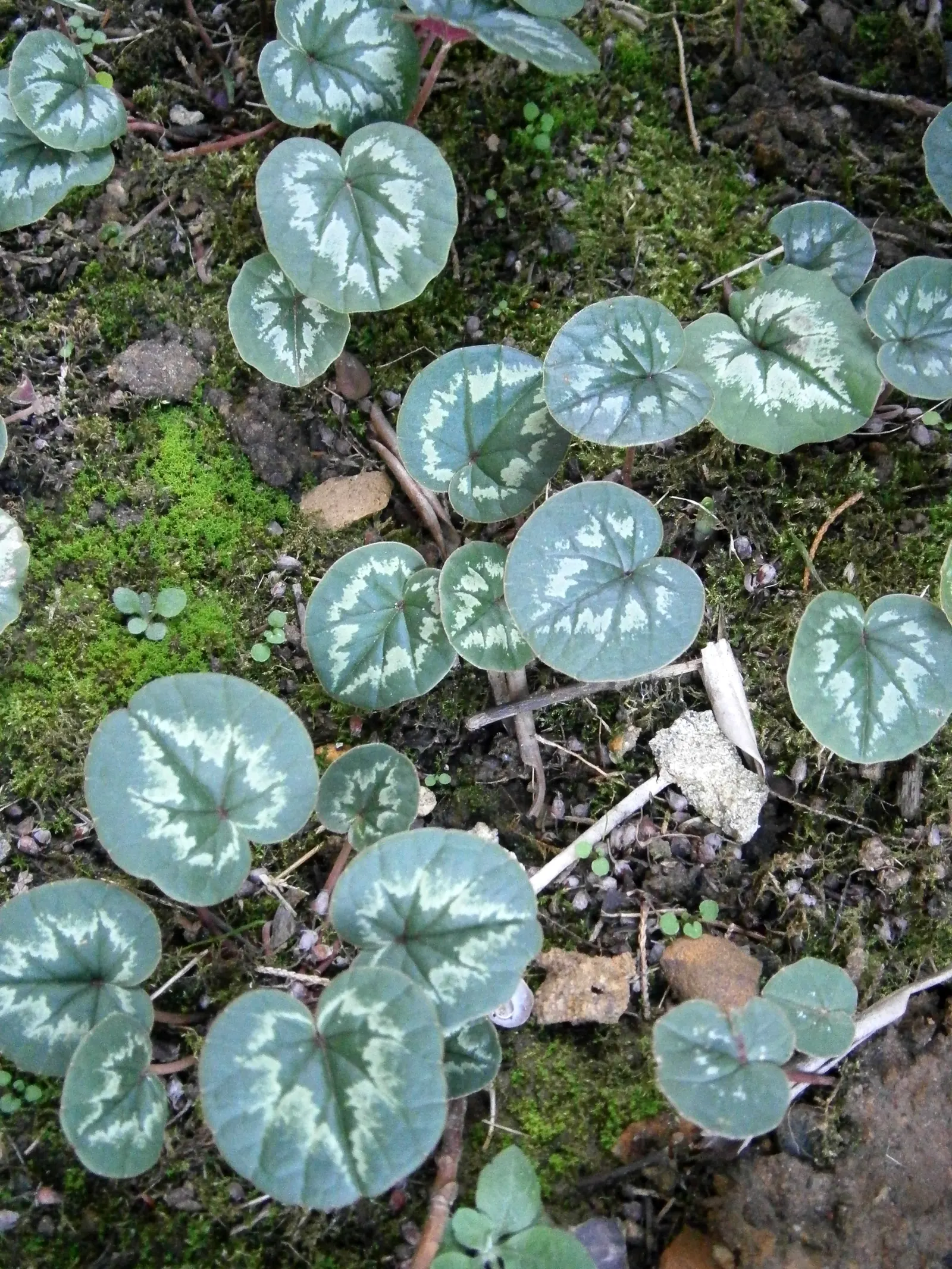 Hardy Cyclamen (Cyclamen Coum) — Ideal for shaded areas, it reaches a modest height of 3-6 inches and spreads up to 6 inches; is a perennial gem renowned for
