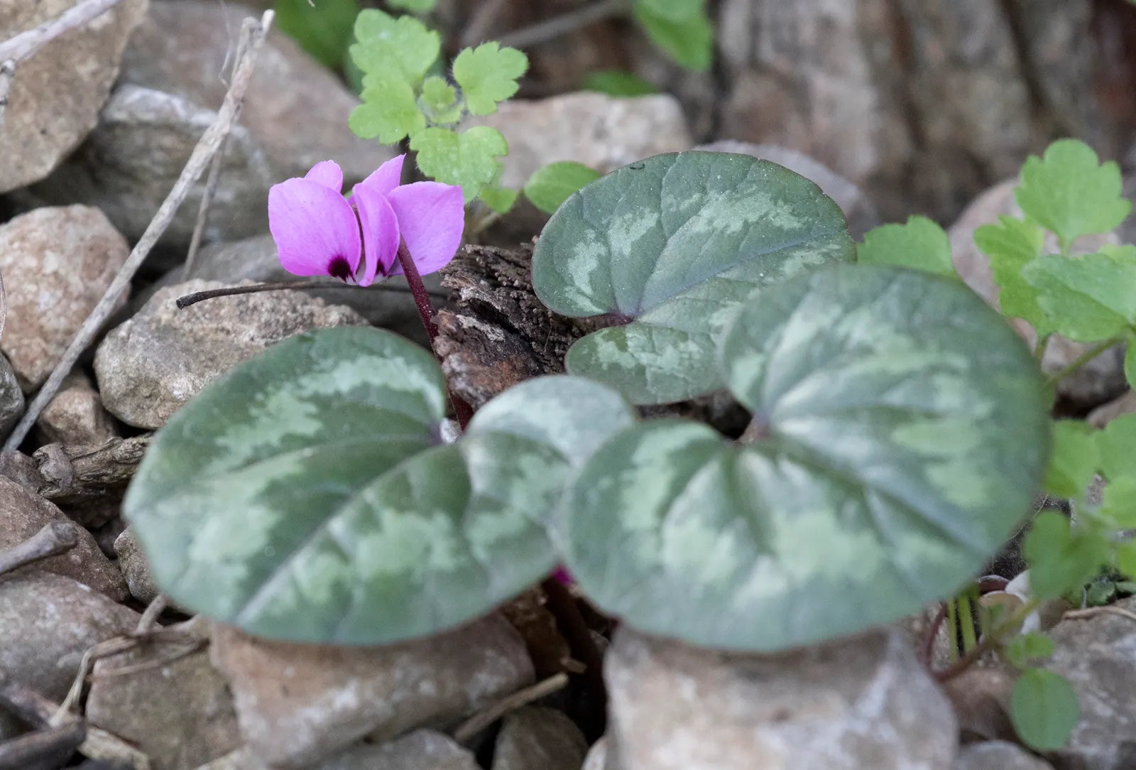 Hardy Cyclamen (Cyclamen Coum) — each blossom forming an elegant