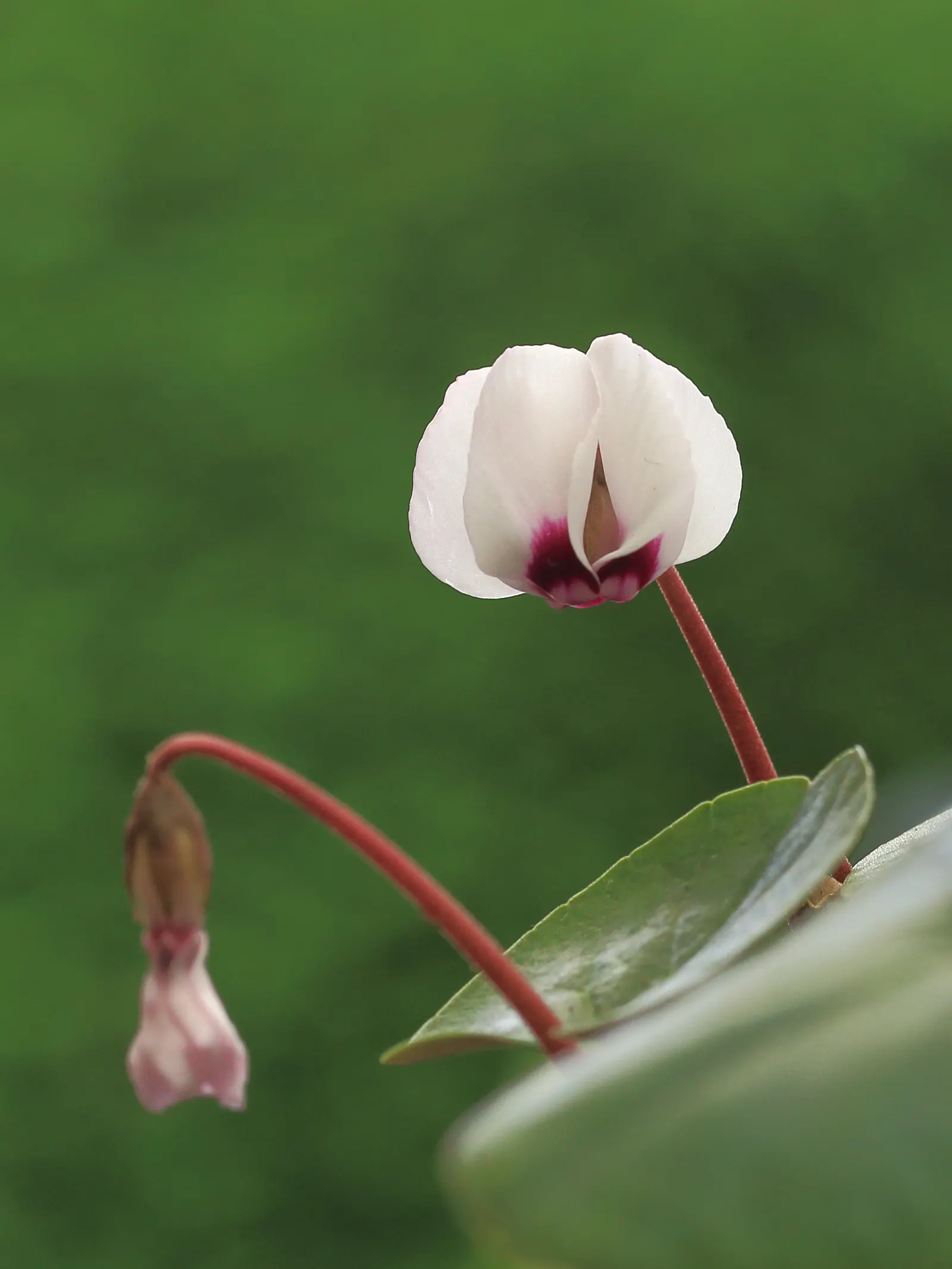 Hardy Cyclamen (Cyclamen Coum) — perennial for deep shade or shade; save for protection from excessive moisture and harsh sunlight, image 69