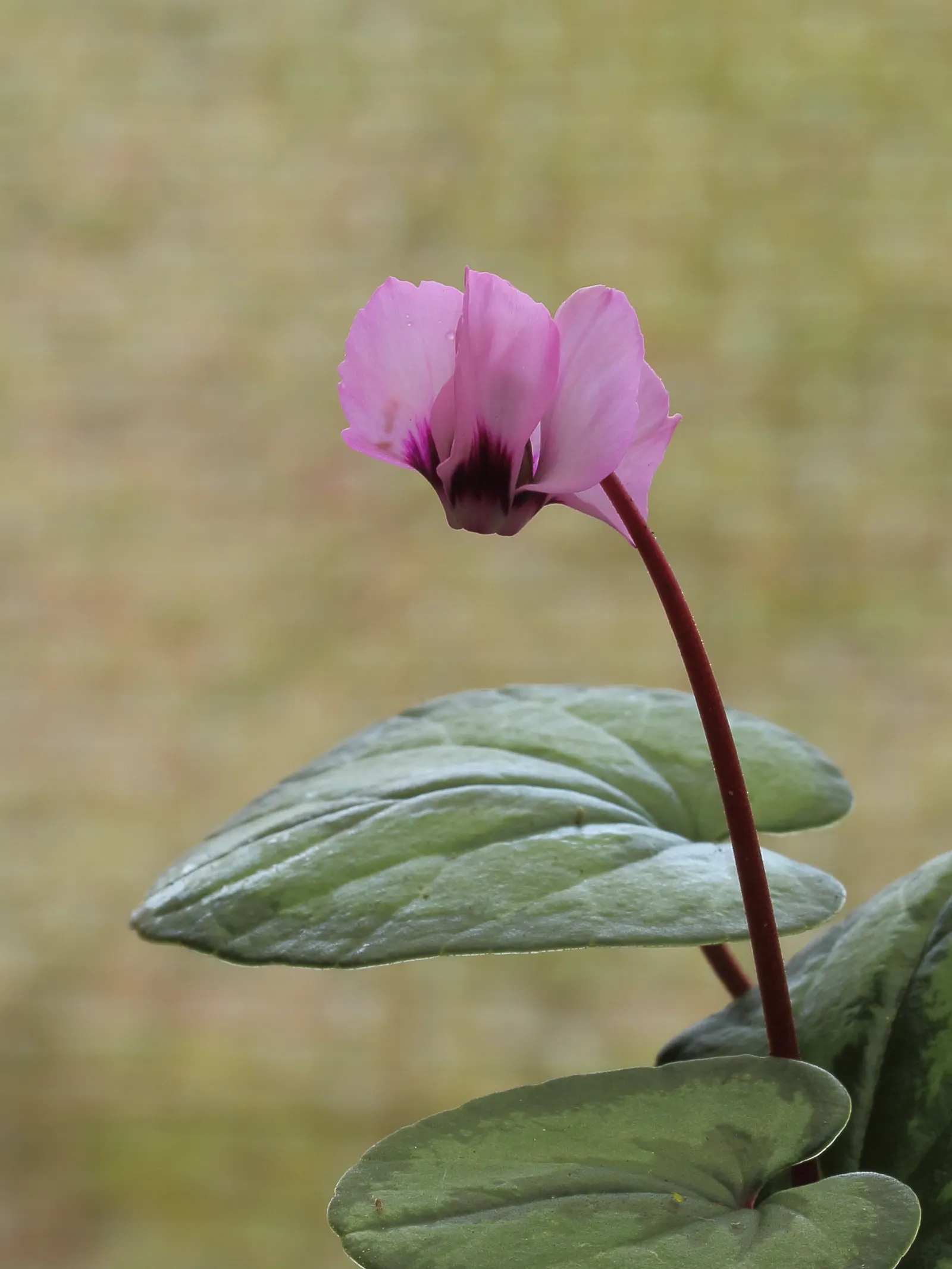 Hardy Cyclamen (Cyclamen Coum) — perennial with pink blooms; it makes an exceptional choice for rock gardens, woodland settings, and shaded borders