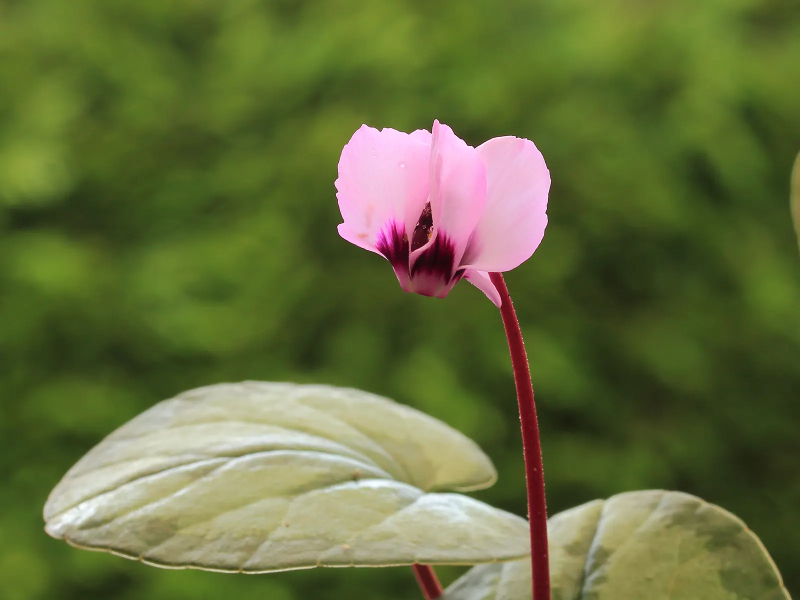 Hardy Cyclamen (Cyclamen Coum) — adding a splash of color to rock gardens and woodland borders; perennial for deep shade or shade, image 53
