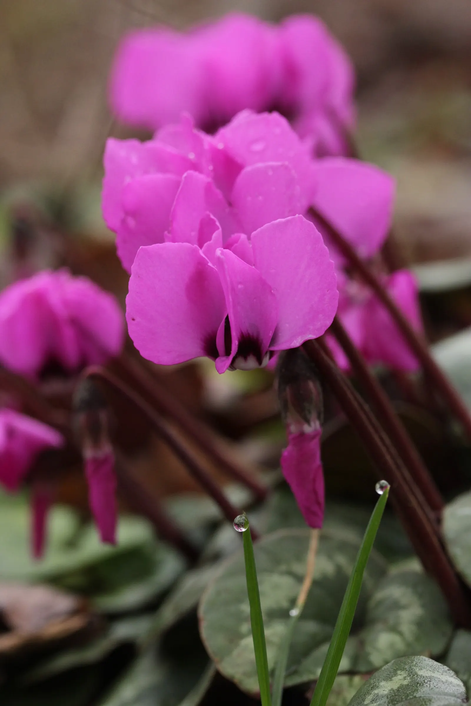 Hardy Cyclamen (Cyclamen Coum) — It boasts vibrant blooms in pink or white
