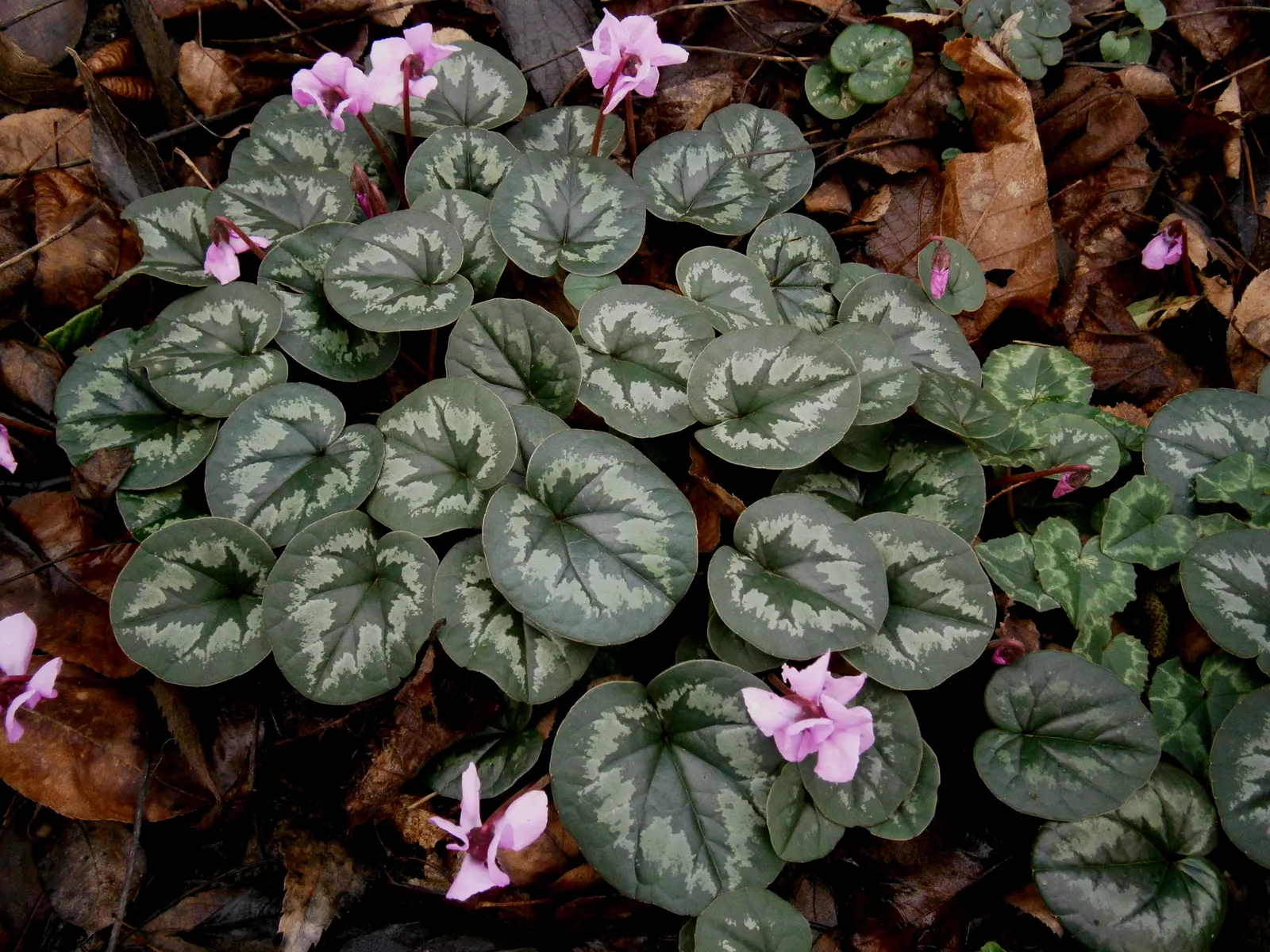 Hardy Cyclamen (Cyclamen Coum) — with a striking leaf pattern; clients will appreciate the low-maintenance nature of Cyclamen coum, image 72
