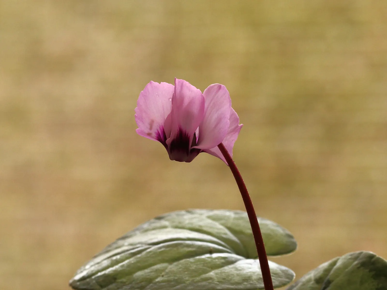 Hardy Cyclamen (Cyclamen Coum) — Plant in clusters for a more dramatic visual impact during blooming season; which ranges from late winter into early spring
