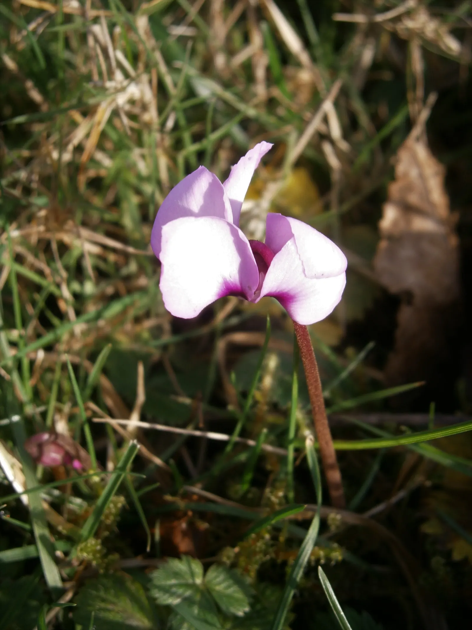 Hardy Cyclamen (Cyclamen Coum) — The Hardy Cyclamen (Cyclamen coum) is a resilient perennial, thriving in USDA zones 5-9; appearing in late winter to early