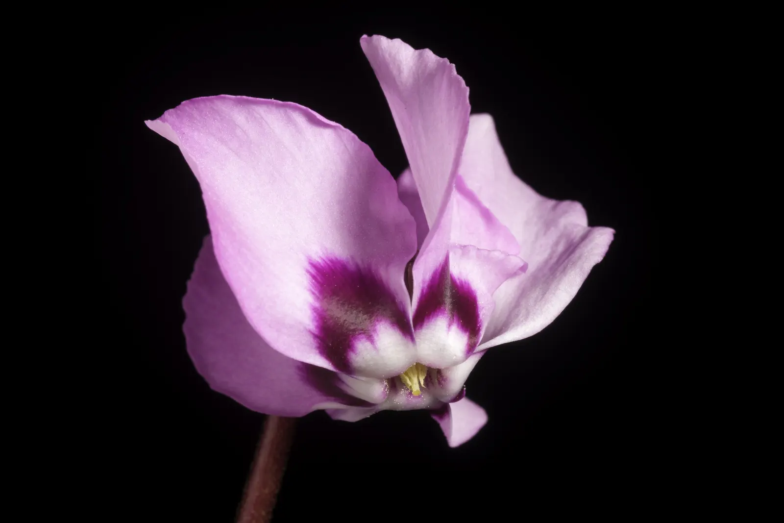 Hardy Cyclamen (Cyclamen Coum) — as it requires minimal care once established