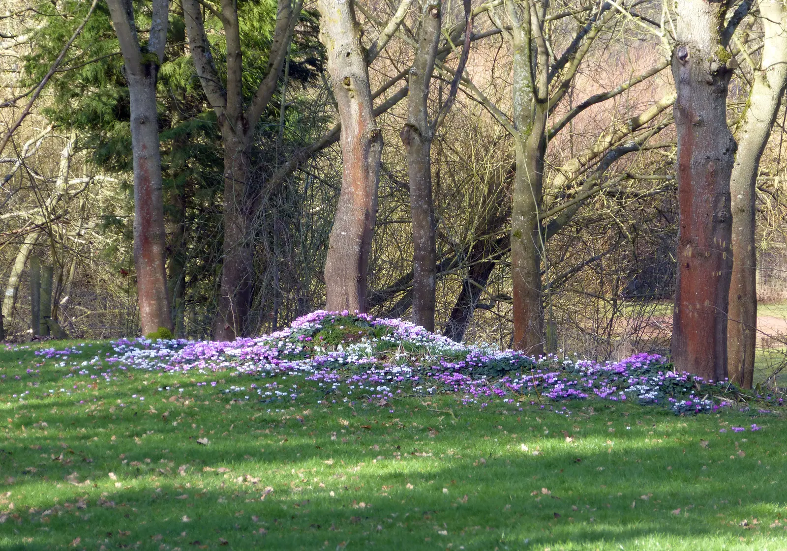 Hardy Cyclamen (Cyclamen Coum) — adding a splash of color to rock gardens and woodland borders; perennial for deep shade or shade, image 76