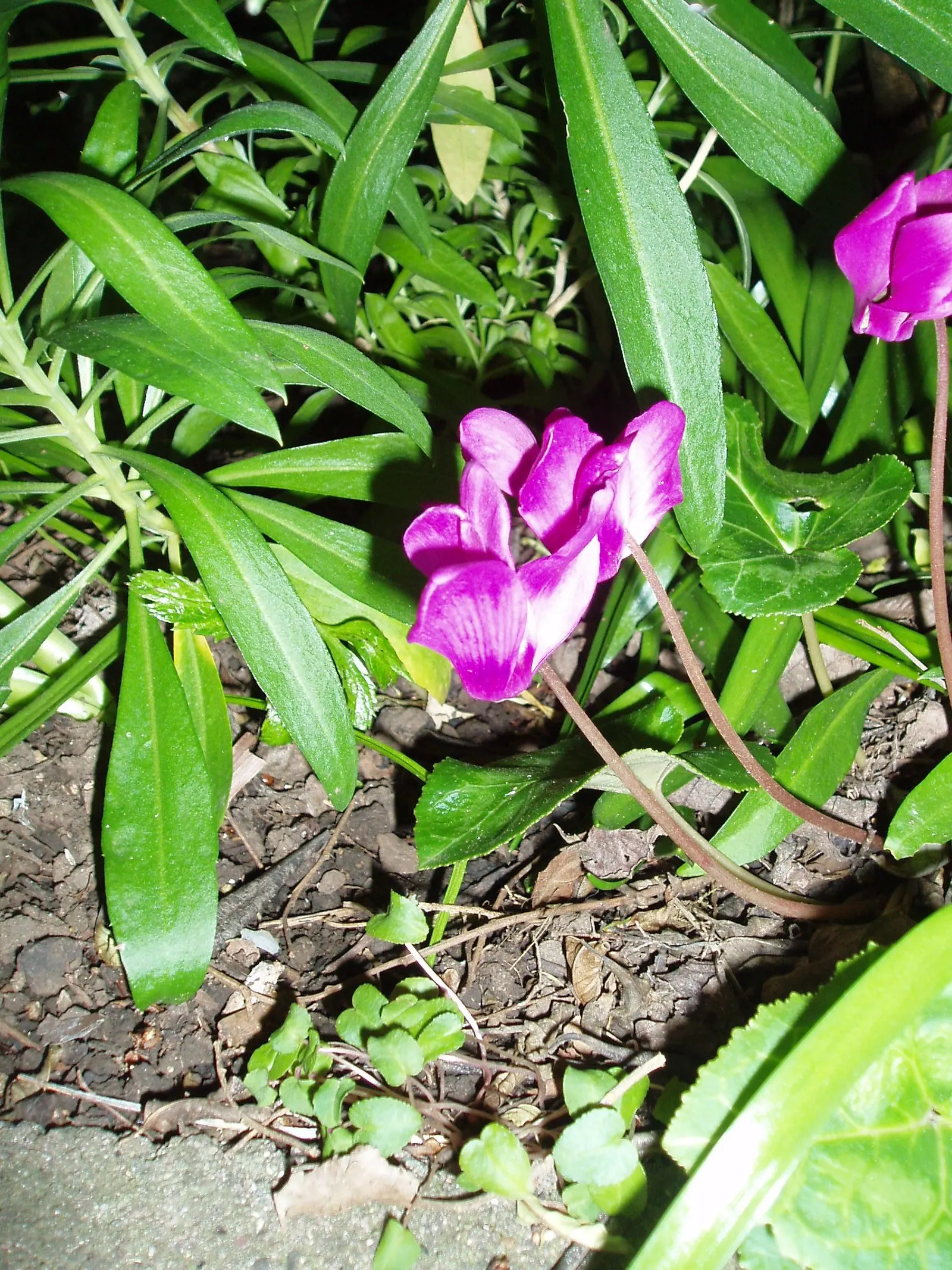 Hardy Cyclamen (Cyclamen Coum) — It makes an exceptional choice for rock gardens, woodland settings, and shaded borders; as it requires minimal, image 59
