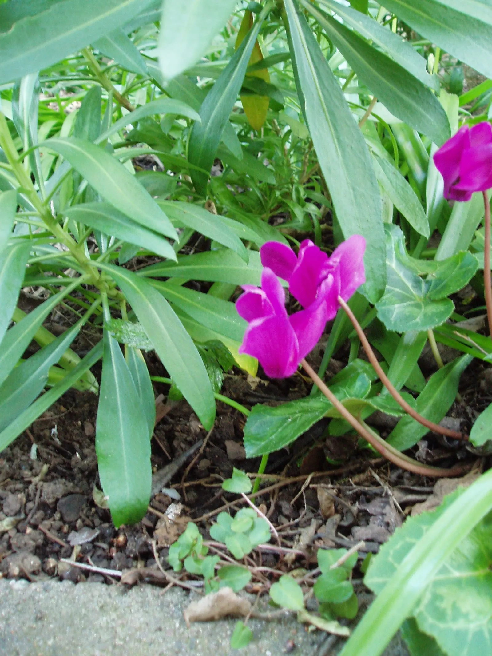 Hardy Cyclamen (Cyclamen Coum) — It boasts vibrant blooms in pink or white; the blooms manifest a range of hues from white to deep magenta, image 48