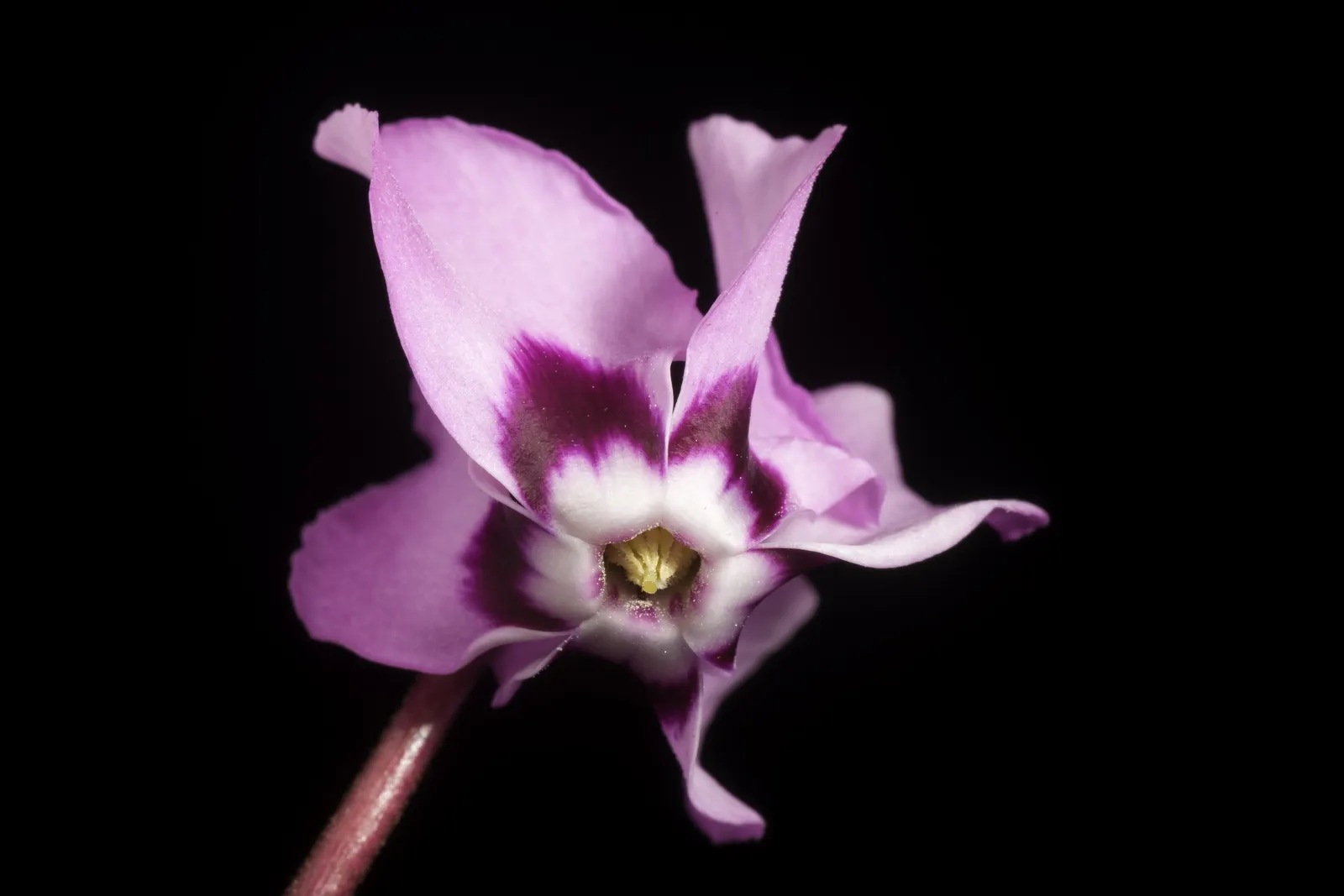 Hardy Cyclamen (Cyclamen Coum) — with its heart-shaped leaves that boast unique silver marbling atop a deep green background
