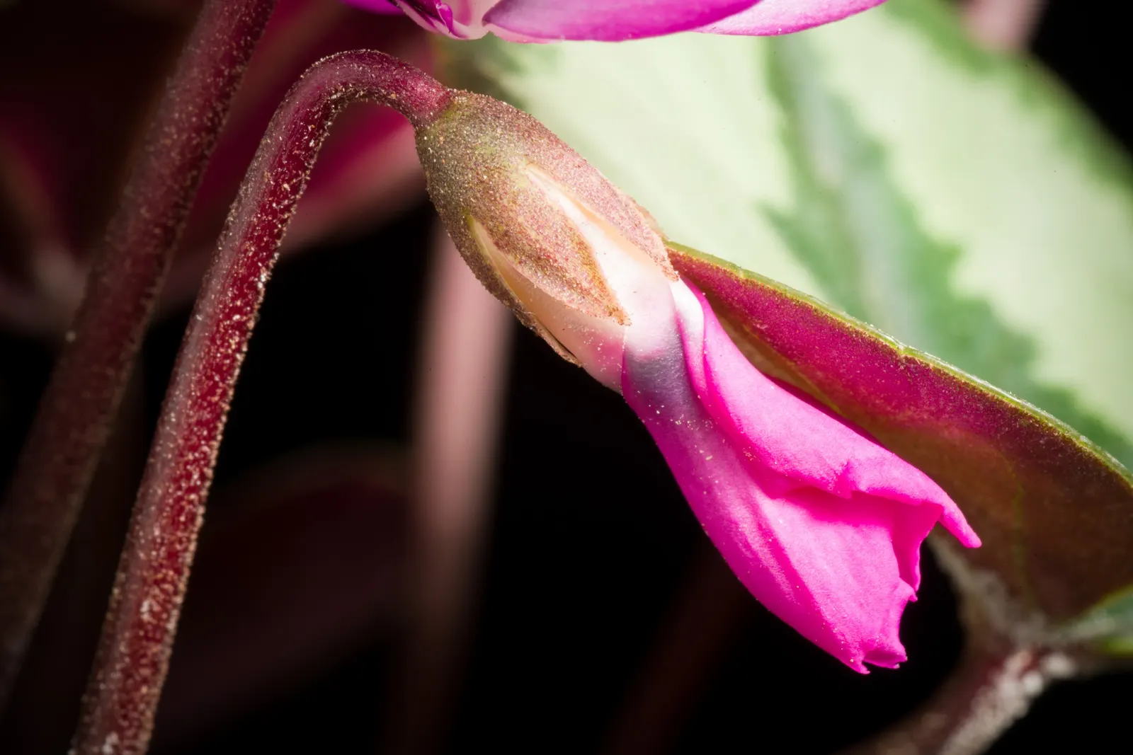 Hardy Cyclamen (Cyclamen Coum) — scientifically named Cyclamen coum; adding a splash of color to rock gardens and woodland borders