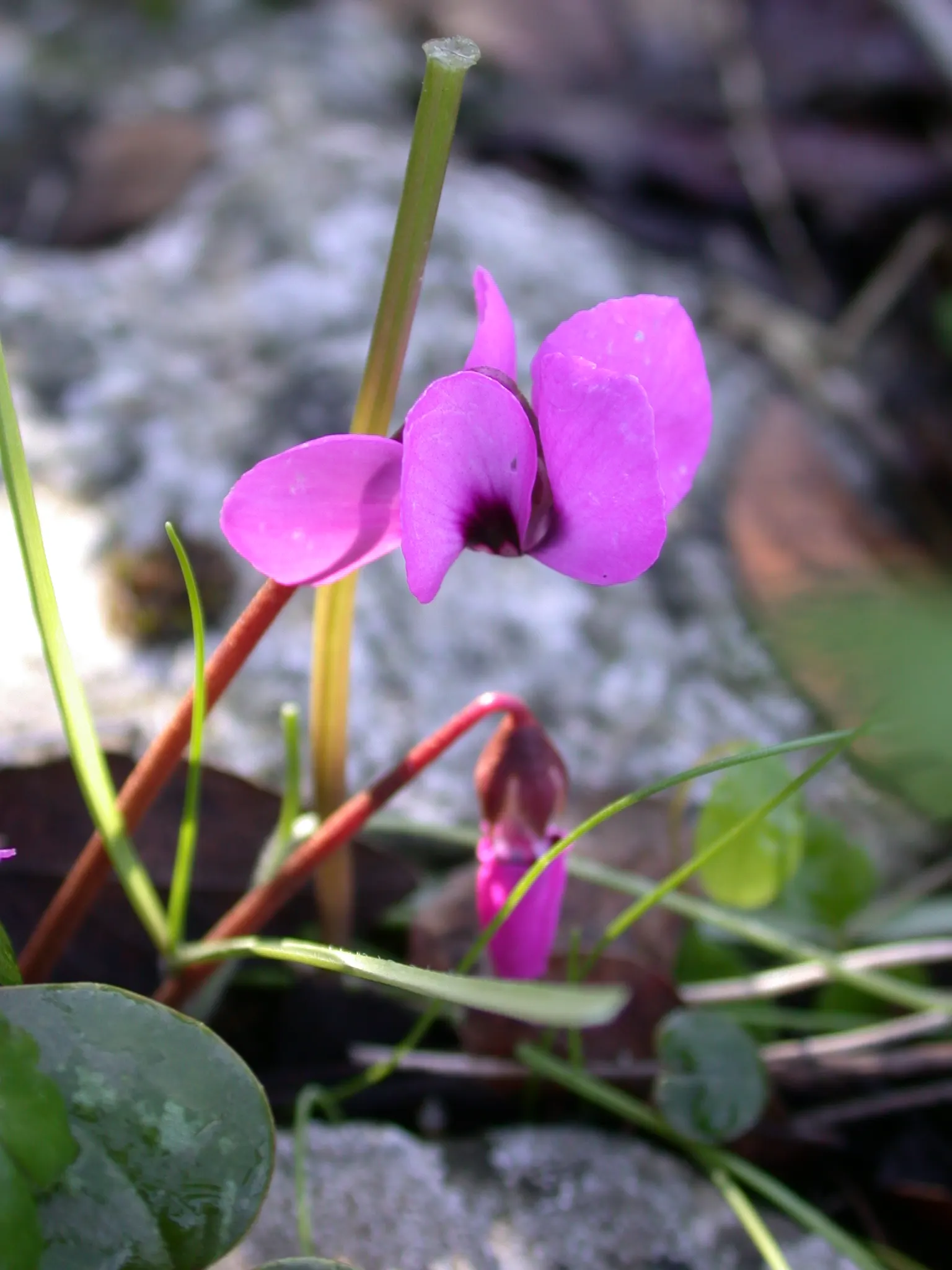 Hardy Cyclamen (Cyclamen Coum) — with its heart-shaped leaves that boast unique silver marbling atop a deep green background; pink flowers in the, image 79