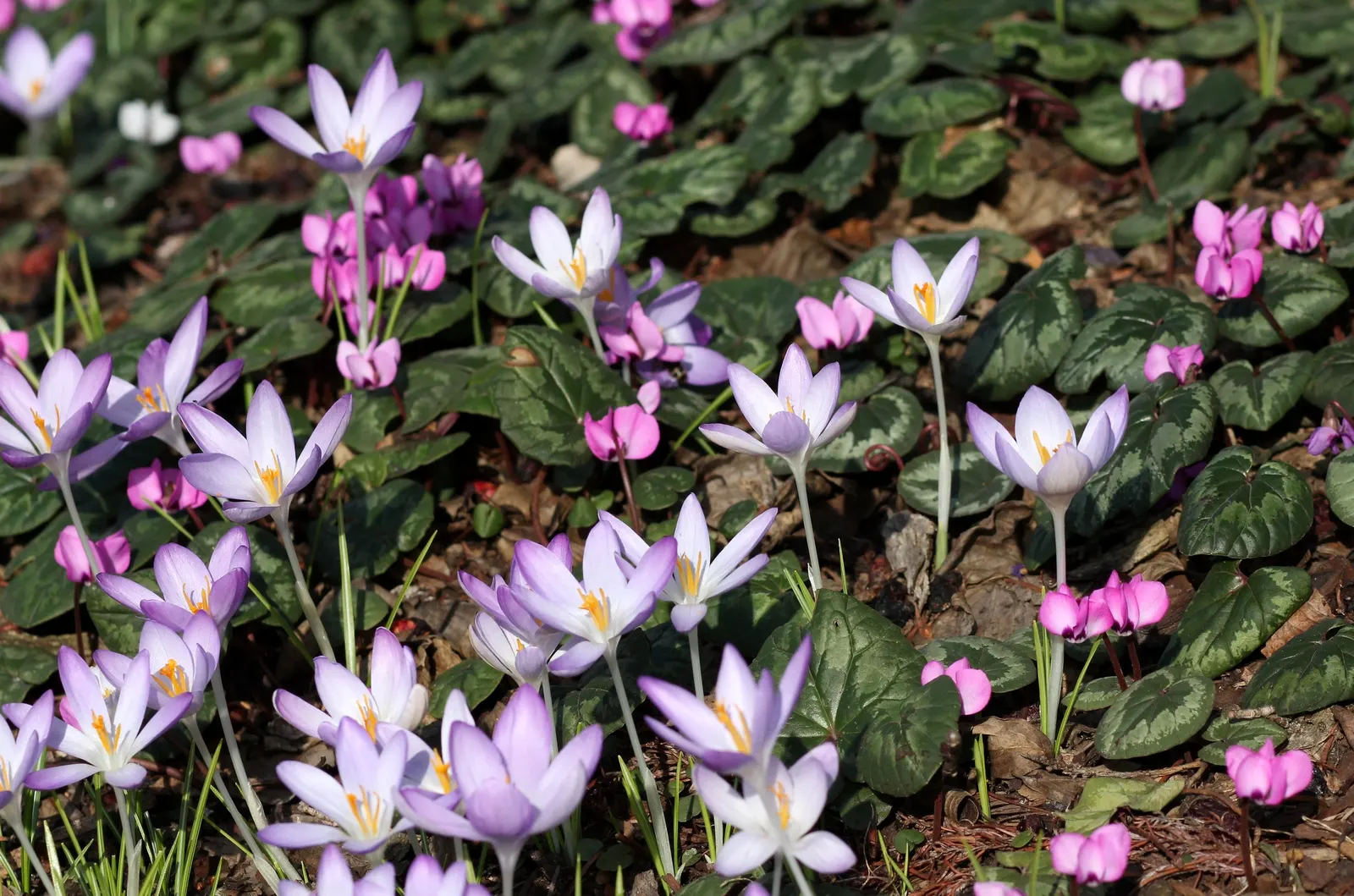 Hardy Cyclamen (Cyclamen Coum) — This low-maintenance gem prefers well-drained soil; plant in clusters for a more dramatic visual impact during blooming season