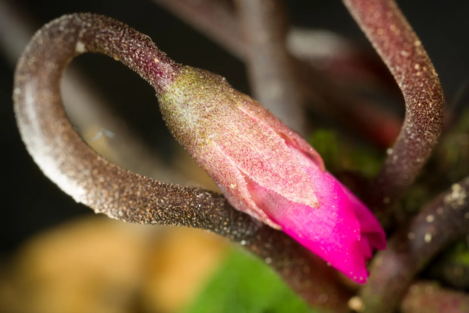 Hardy Cyclamen (Cyclamen Coum) — which ranges from late winter into early spring; the Hardy Cyclamen (Cyclamen coum) is a resilient perennial, thriving in USDA