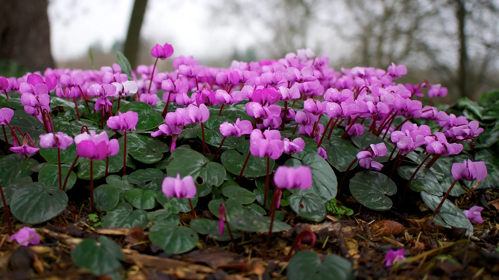 Hardy Cyclamen (Cyclamen Coum) — is a perennial gem renowned for its exceptional winter blooming ability; optimal placement would be under, image 78