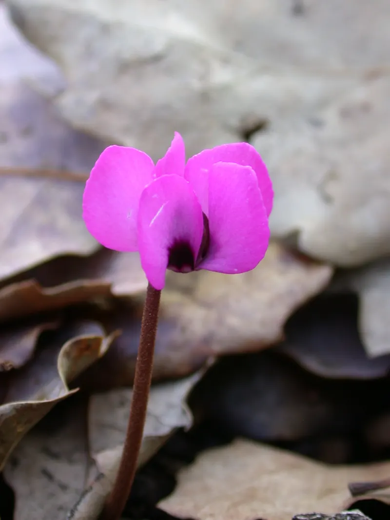 Hardy Cyclamen (Cyclamen Coum) — Optimal placement would be under deciduous trees