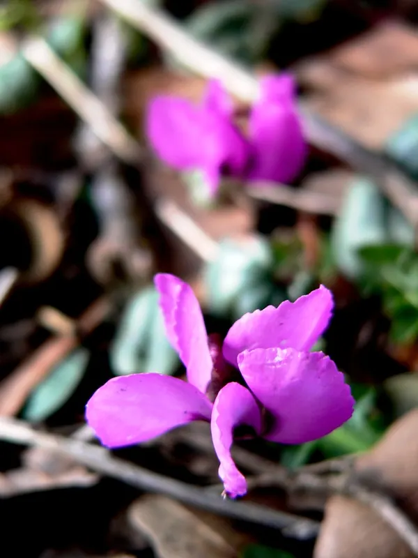 Hardy Cyclamen (Cyclamen Coum) — which ranges from late winter into early spring; the Hardy Cyclamen (Cyclamen coum) is a resilient perennial, image 63