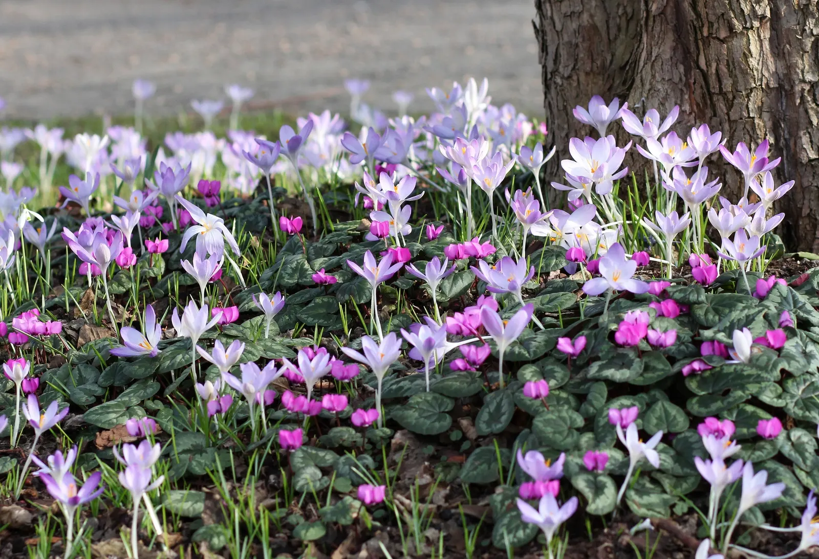 Hardy Cyclamen (Cyclamen Coum) — with its heart-shaped leaves that boast unique silver marbling atop a deep green background; pink flowers in the garden