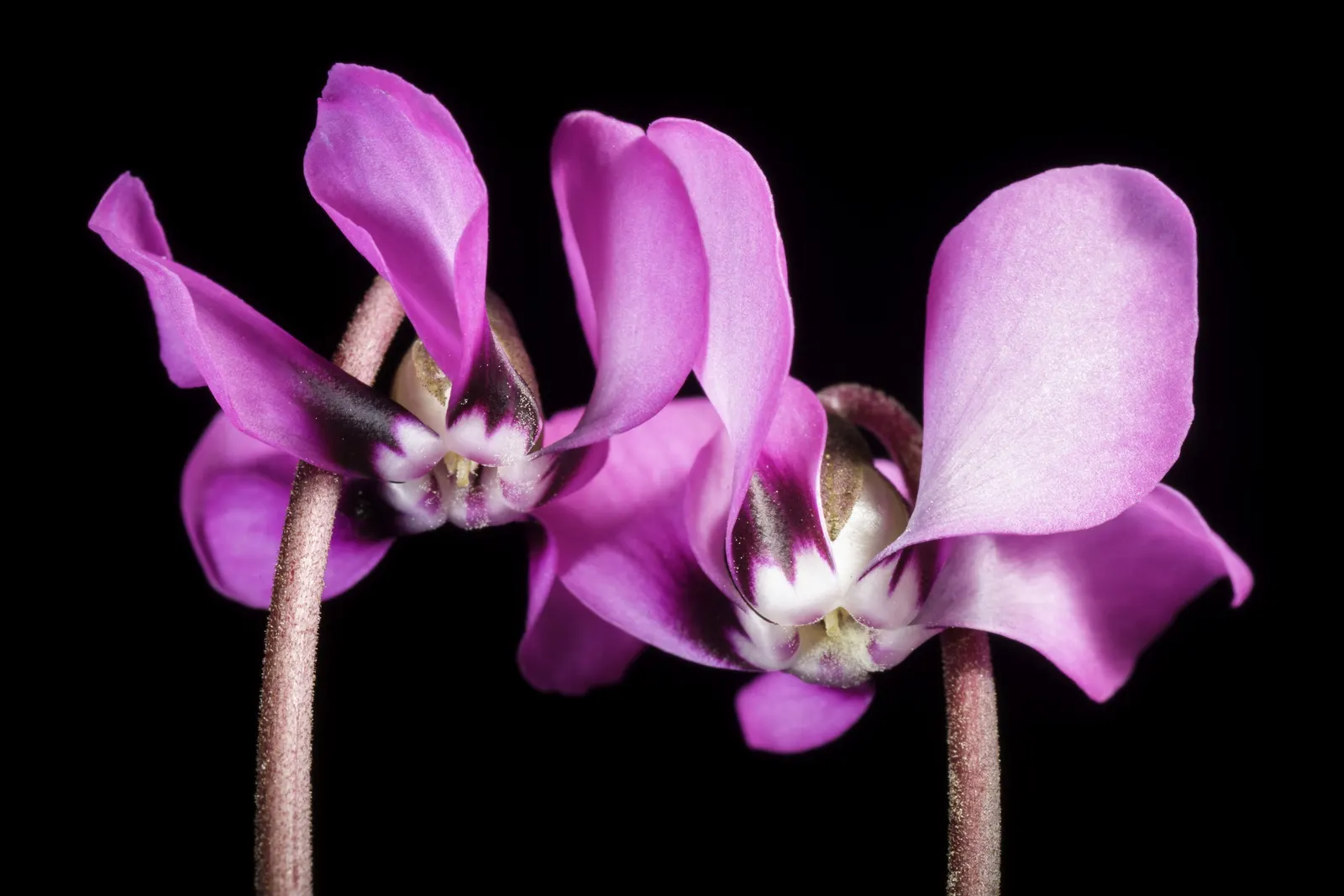 Hardy Cyclamen (Cyclamen Coum) — The Hardy Cyclamen (Cyclamen coum) is a resilient perennial, thriving in USDA zones 5-9; appearing in late winter, image 70