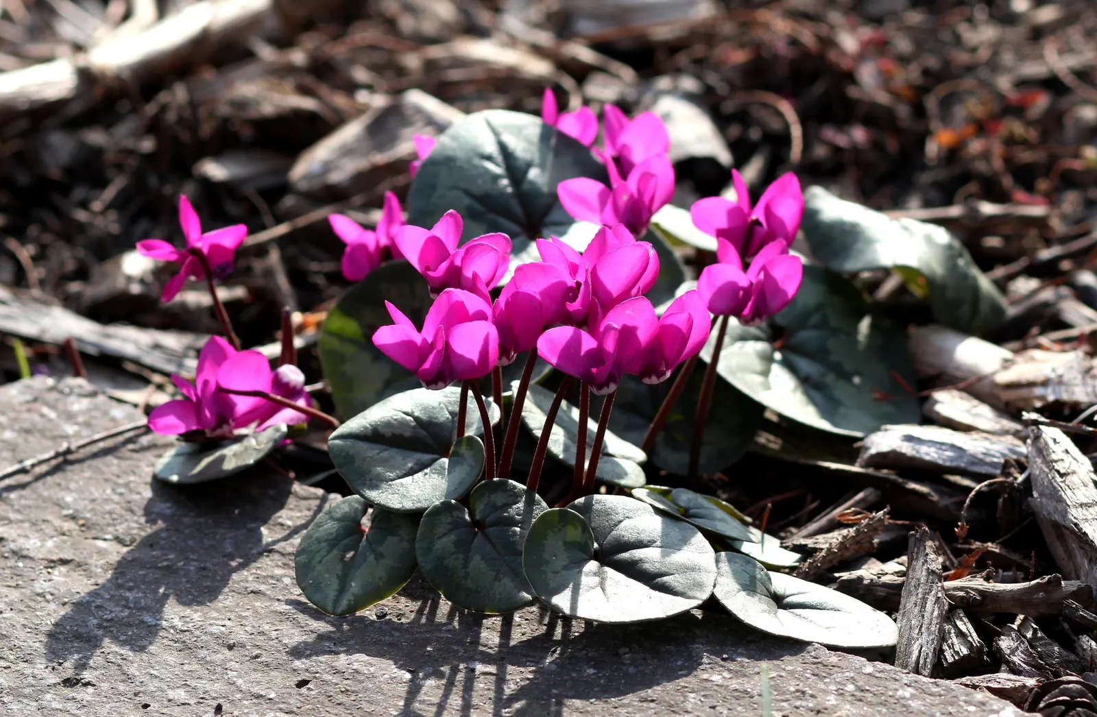Hardy Cyclamen (Cyclamen Coum) — This low-maintenance gem prefers well-drained soil; plant in clusters for a more dramatic visual impact during, image 75