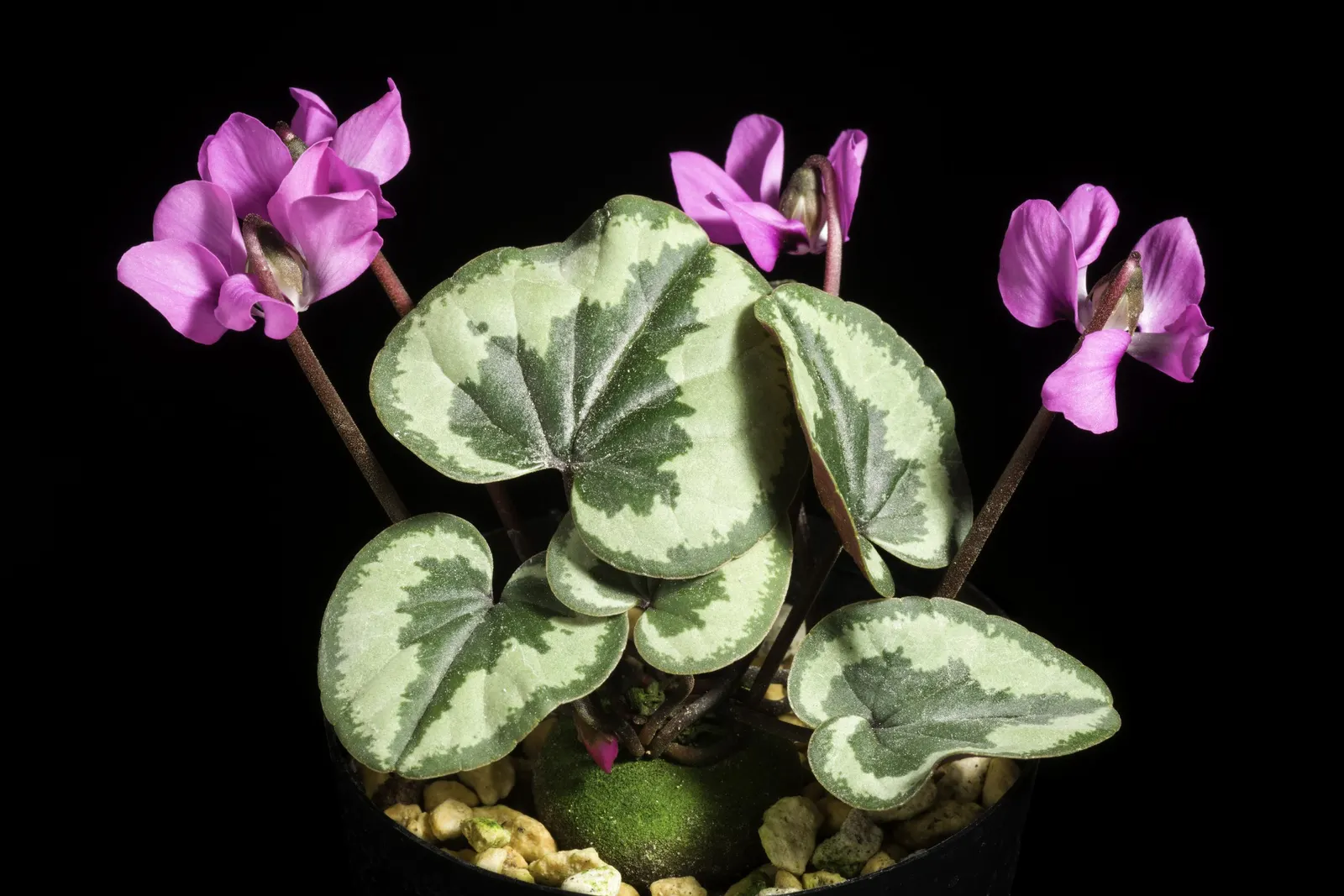 Hardy Cyclamen (Cyclamen Coum) — the blooms manifest a range of hues from white to deep magenta; ideal for shaded areas, it reaches a modest height, image 57