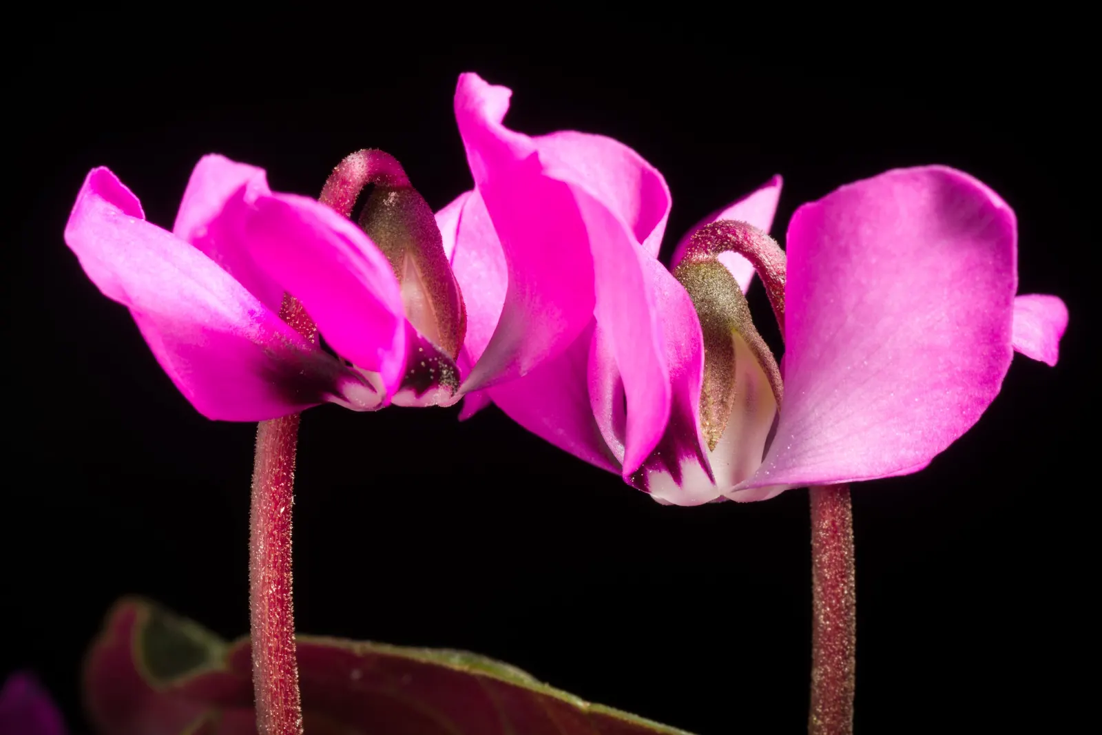 Hardy Cyclamen (Cyclamen Coum) — save for protection from excessive moisture and harsh sunlight