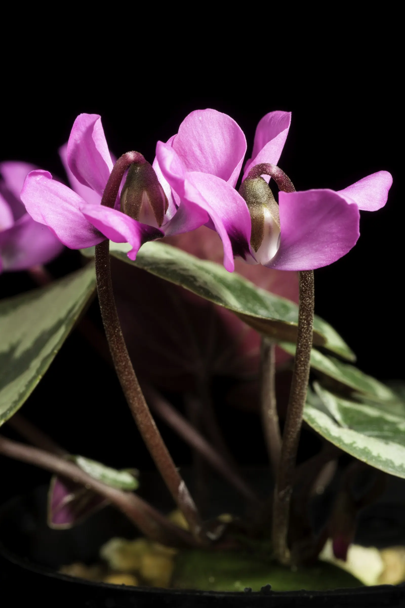 Hardy Cyclamen (Cyclamen Coum) — scientifically named Cyclamen coum; adding a splash of color to rock gardens and woodland borders, image 54