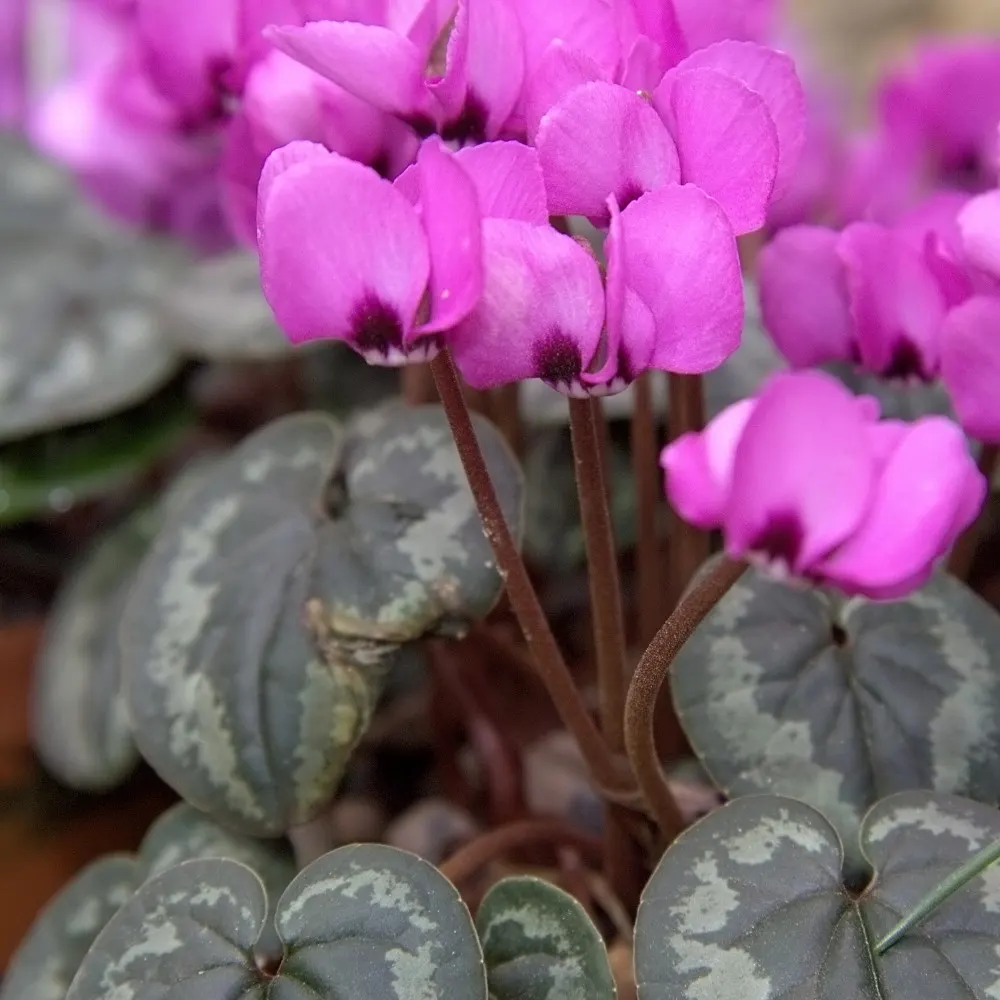 Hardy Cyclamen (Cyclamen Coum) — pink flowers in the garden