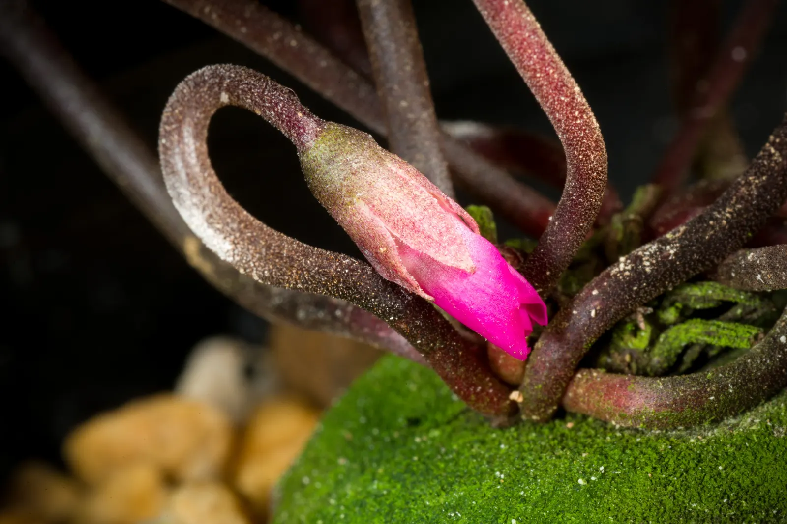 Hardy Cyclamen (Cyclamen Coum) — It makes an exceptional choice for rock gardens, woodland settings, and shaded borders; as it requires minimal care once