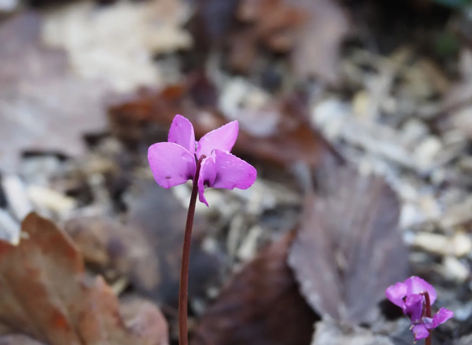Hardy Cyclamen (Cyclamen Coum) — It makes an exceptional choice for rock gardens, woodland settings, and shaded borders