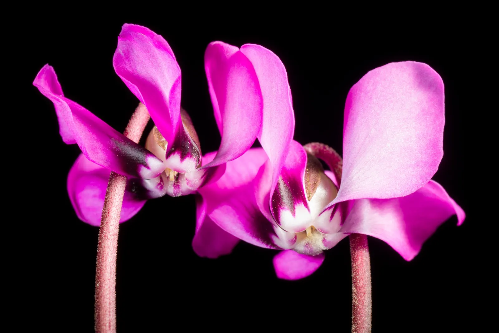 Hardy Cyclamen (Cyclamen Coum) — pink flowers in the garden; this low-maintenance gem prefers well-drained soil