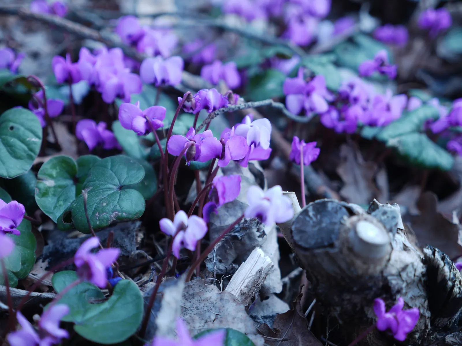 Hardy Cyclamen (Cyclamen Coum) — is a perennial gem renowned for its exceptional winter blooming ability