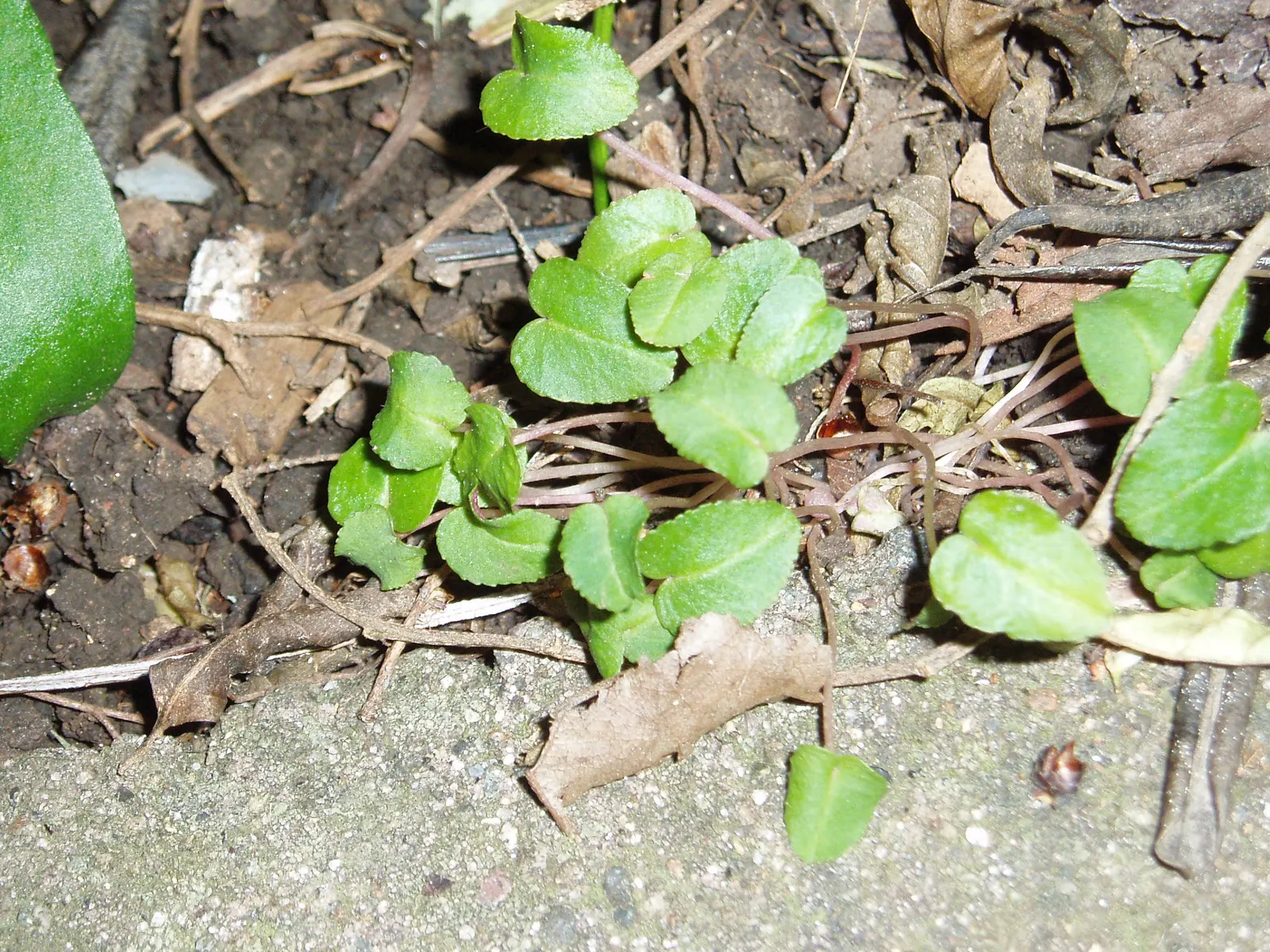 Hardy Cyclamen (Cyclamen Coum) — as it requires minimal care once established; consider its modest size and seasonal interest