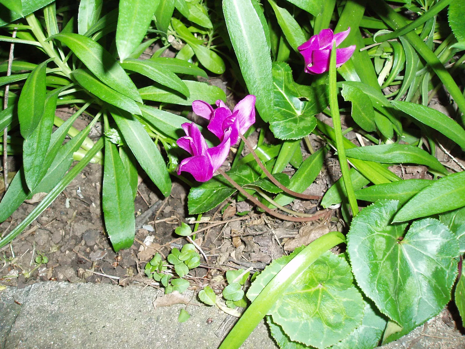 Hardy Cyclamen (Cyclamen Coum) — consider its modest size and seasonal interest; with its heart-shaped leaves that boast unique silver marbling atop a deep