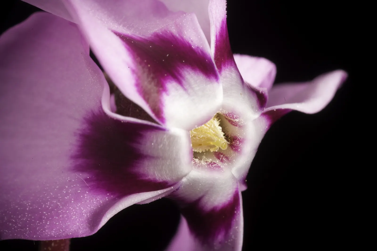 Hardy Cyclamen (Cyclamen Coum) — perennial with pink blooms