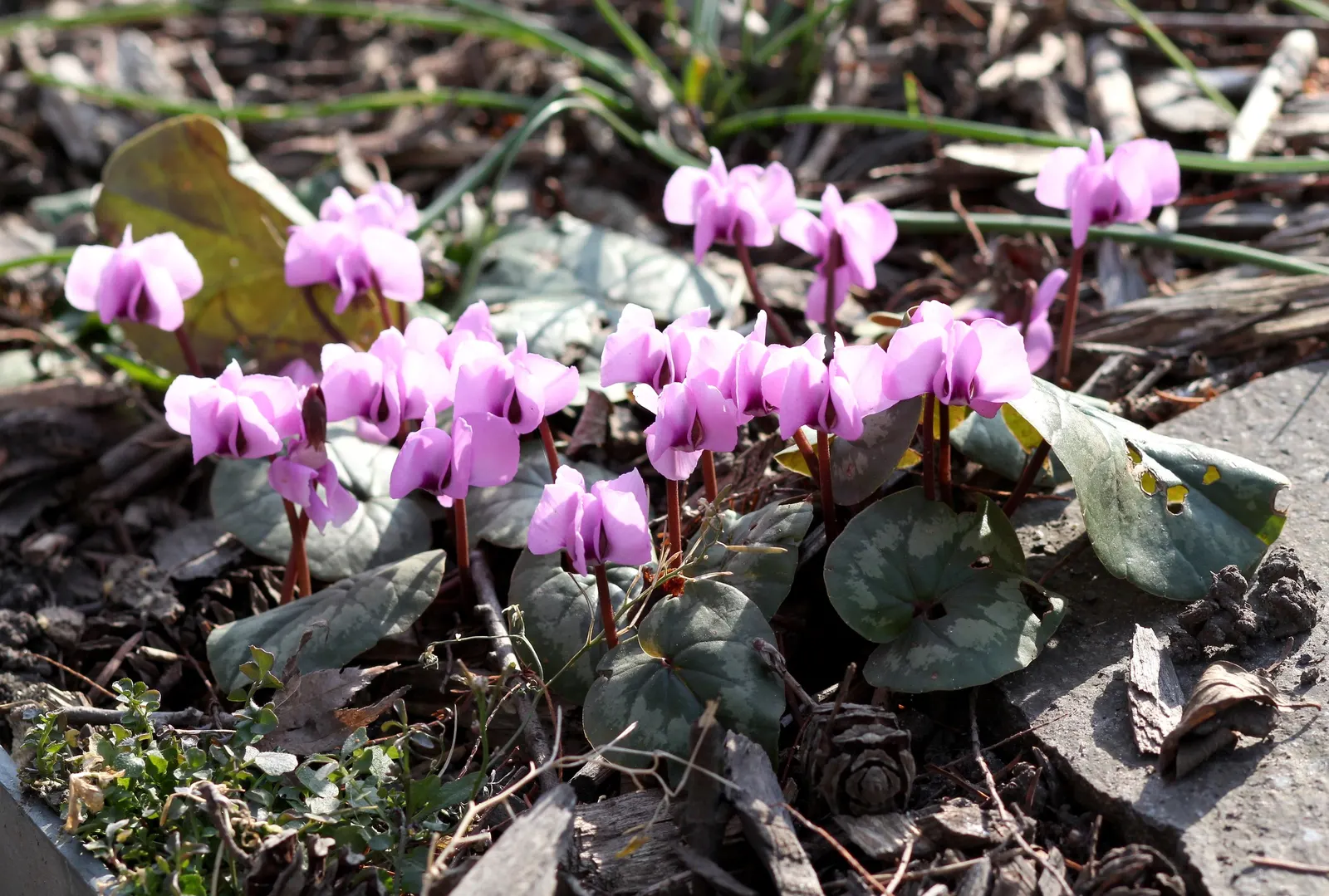 Hardy Cyclamen (Cyclamen Coum) — Plant in clusters for a more dramatic visual impact during blooming season; which ranges from late winter into, image 62