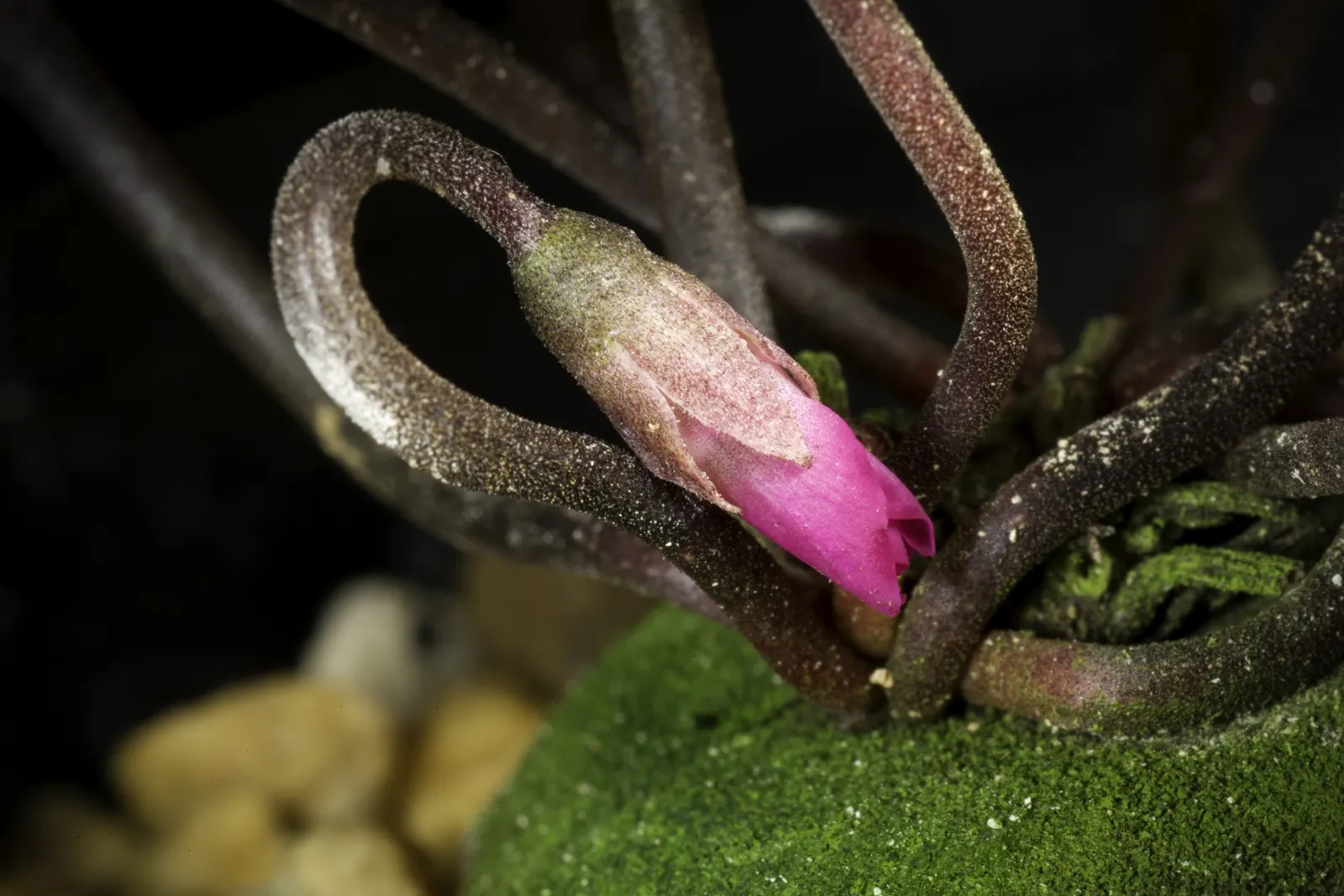 Hardy Cyclamen (Cyclamen Coum) — The Hardy Cyclamen (Cyclamen coum) is a resilient perennial, thriving in USDA zones 5-9; appearing in late winter, image 47