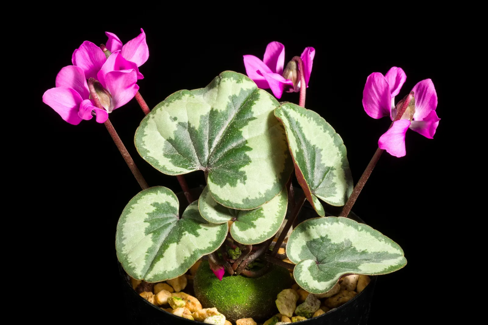 Hardy Cyclamen (Cyclamen Coum) — The Hardy Cyclamen (Cyclamen coum) is a resilient perennial, thriving in USDA zones 5-9