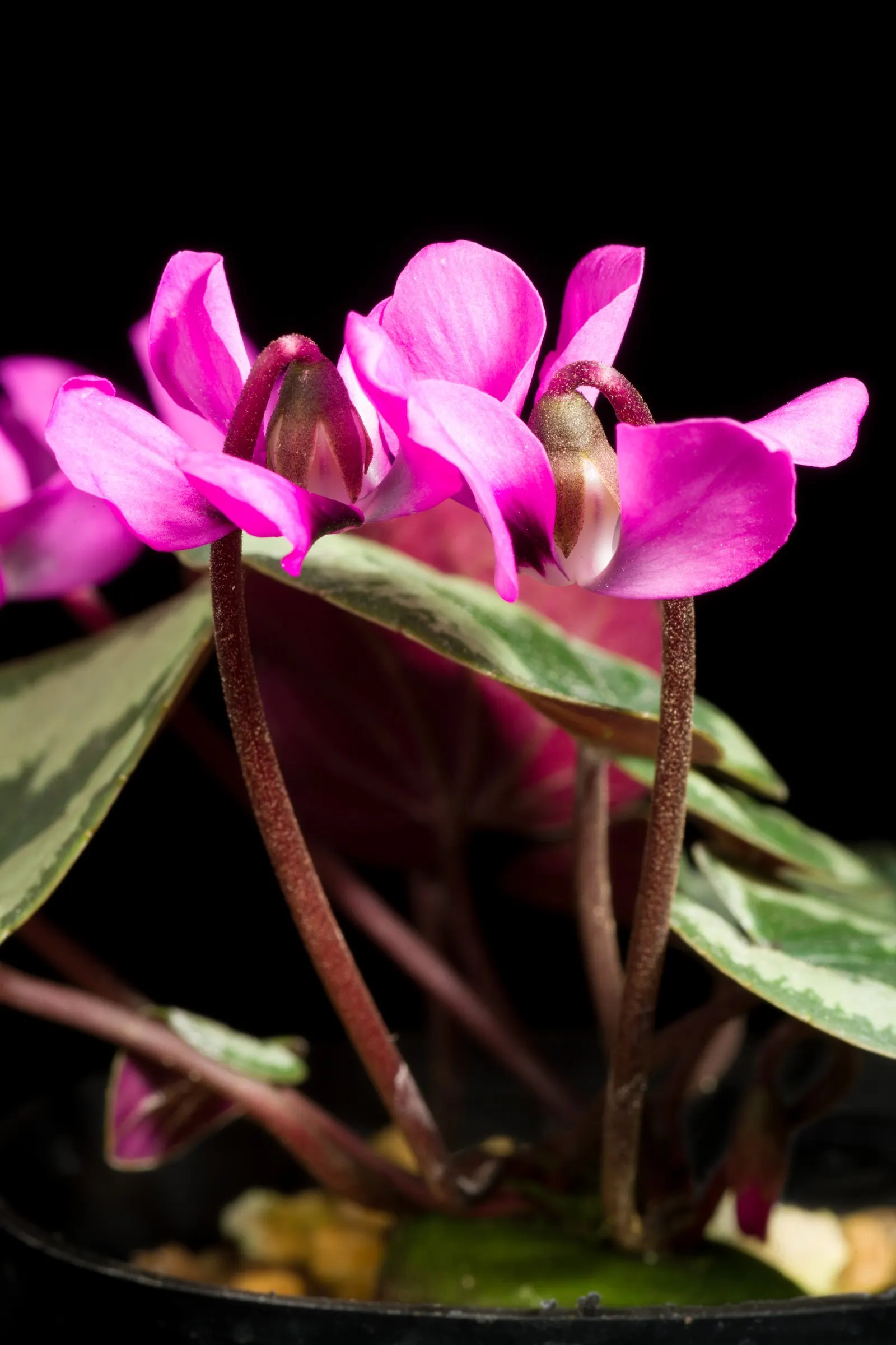Hardy Cyclamen (Cyclamen Coum) — It boasts vibrant blooms in pink or white; the blooms manifest a range of hues from white to deep magenta