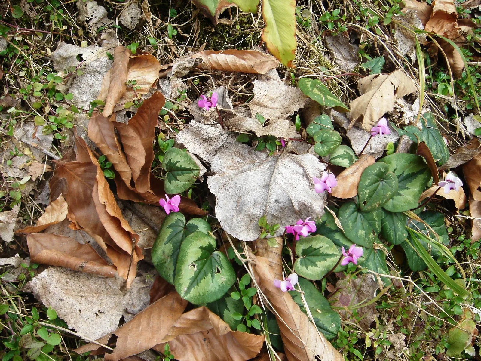 Hardy Cyclamen (Cyclamen Coum) — pink flowers in the garden; this low-maintenance gem prefers well-drained soil, image 67