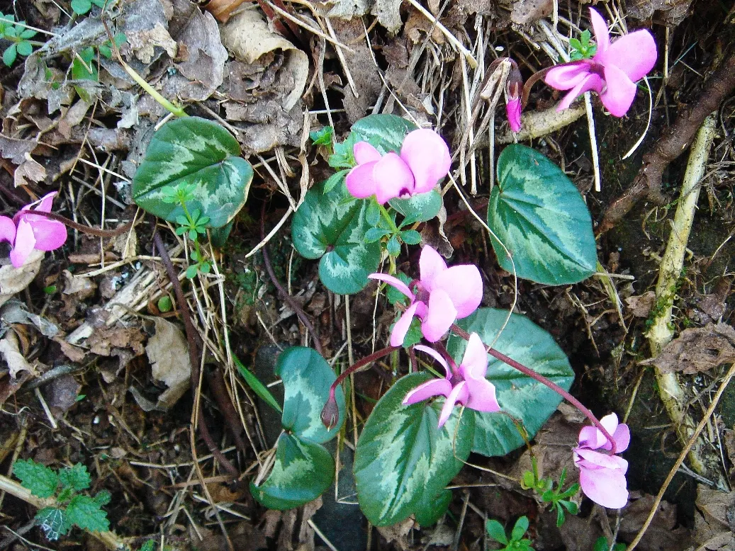 Hardy Cyclamen (Cyclamen Coum) — is a perennial gem renowned for its exceptional winter blooming ability; optimal placement would be under, image 55