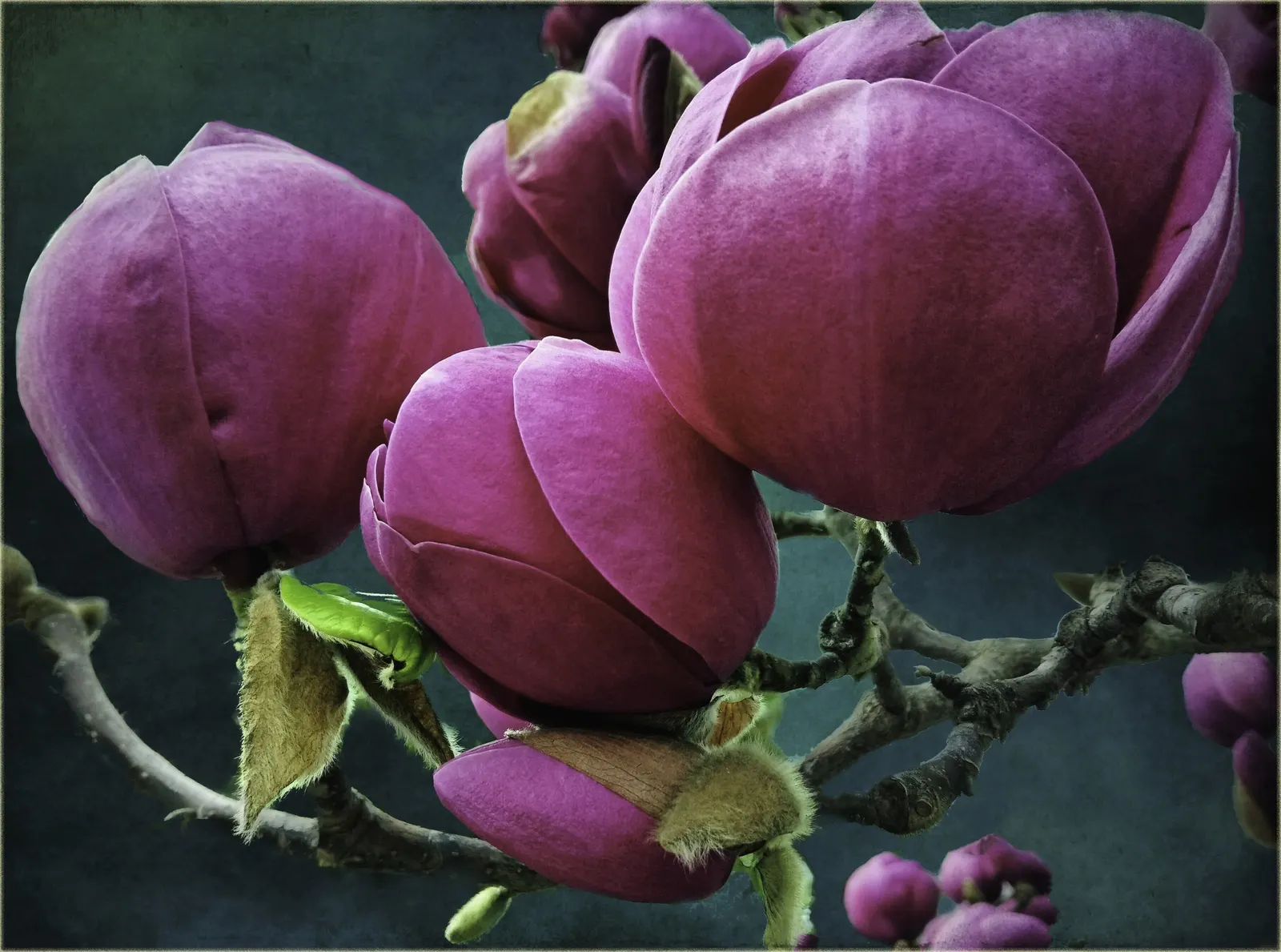 Black Tulip Magnolia (Magnolia 'Black Tulip') — known for its deep burgundy