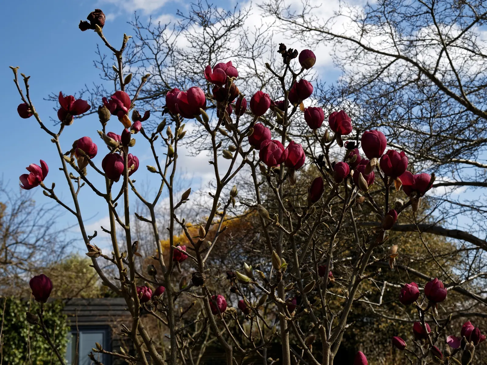 Black Tulip Magnolia (Magnolia 'Black Tulip') — The Magnolia 'Black Tulip' is a strikingly beautiful deciduous tree