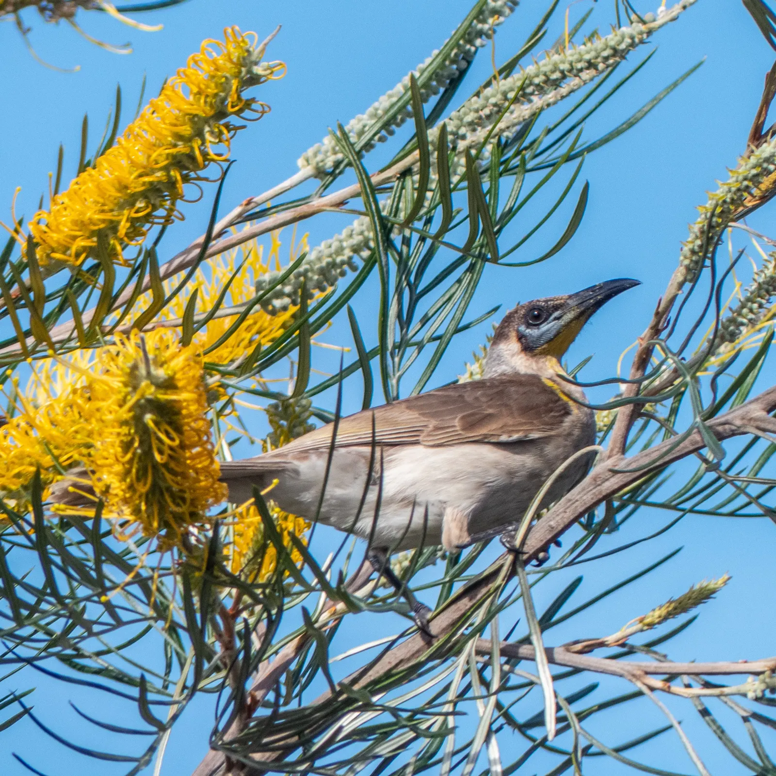 Lavender Grevillea (Grevillea Lavandulacea) — It is particularly admired for its vivid and profuse spider-like flowers
