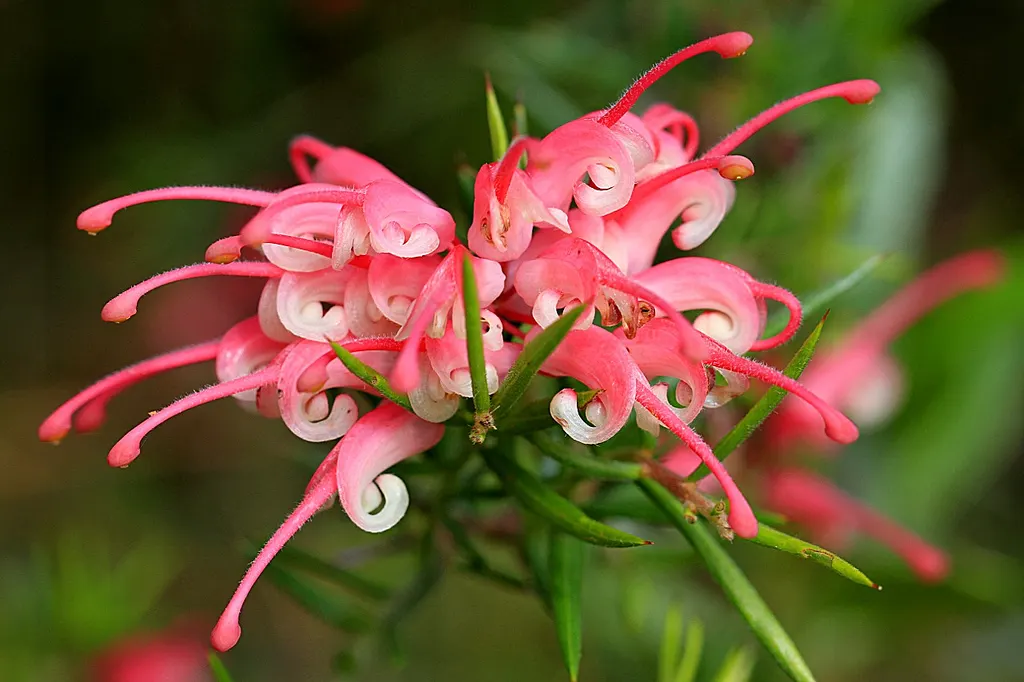 Lavender Grevillea (Grevillea Lavandulacea) — with colors ranging from deep lavender to rose-pink