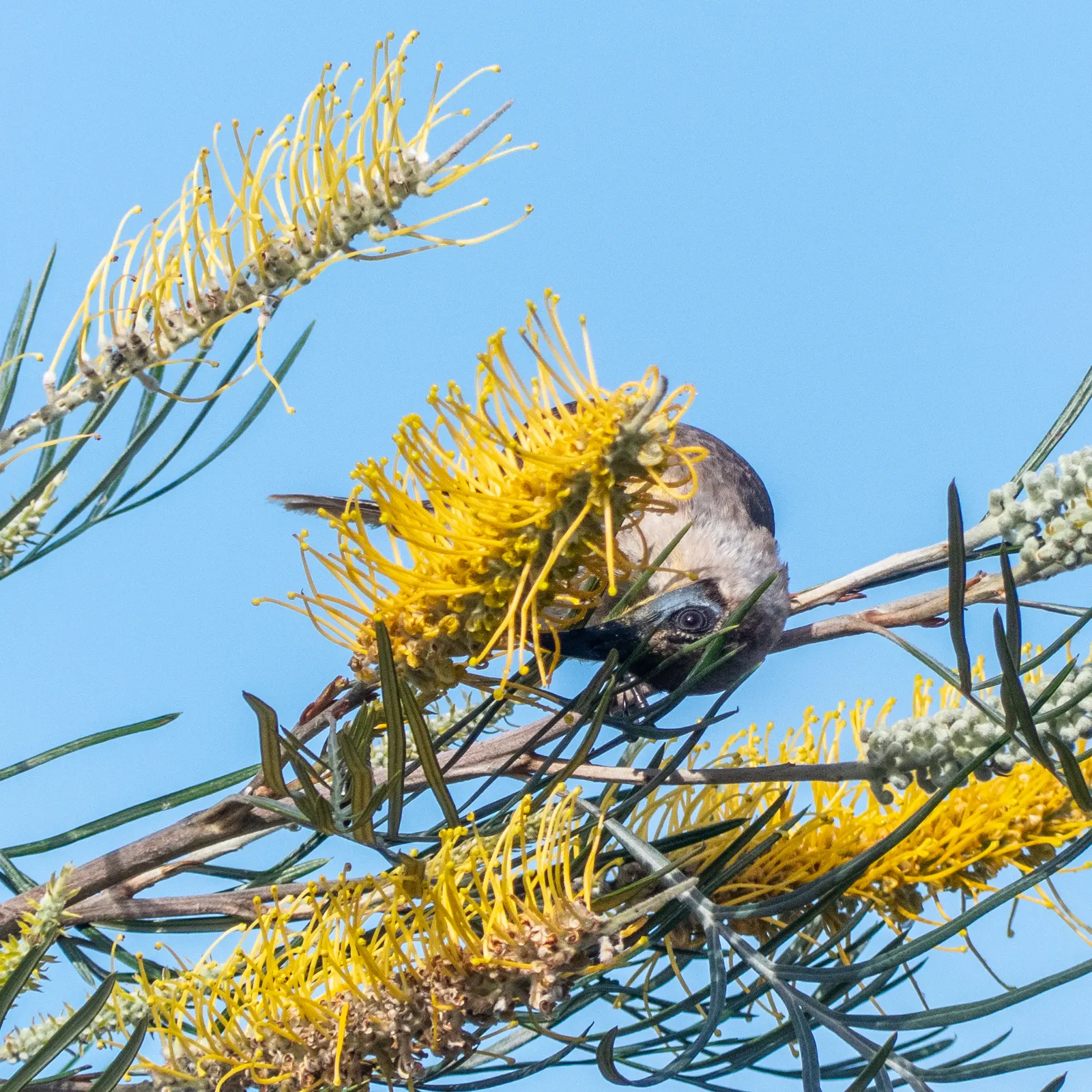 Lavender Grevillea (Grevillea Lavandulacea) — The Lavender Grevillea (Grevillea lavandulacea) is an evergreen shrub notable for its grey-green