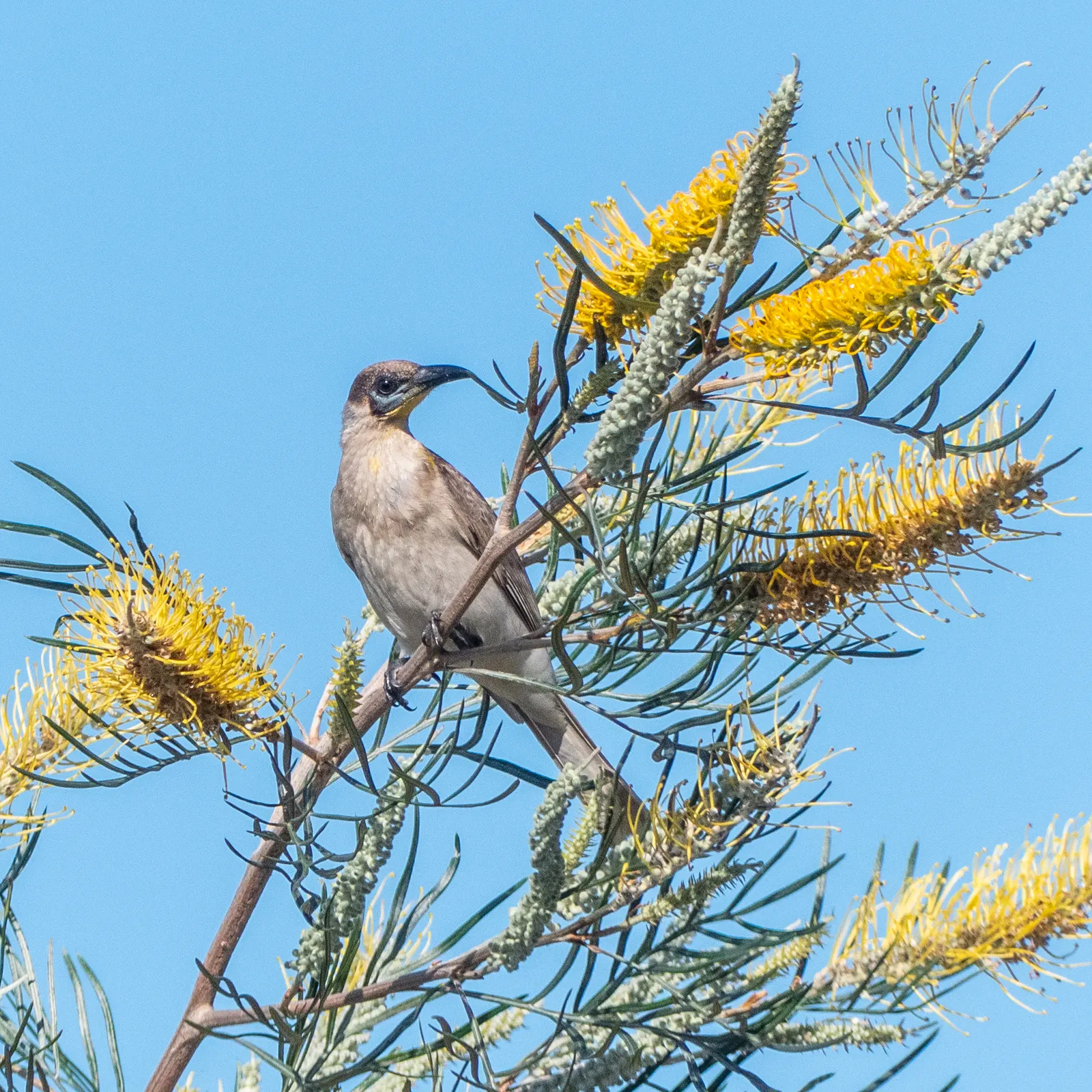 Lavender Grevillea (Grevillea Lavandulacea) — Originating from Australia