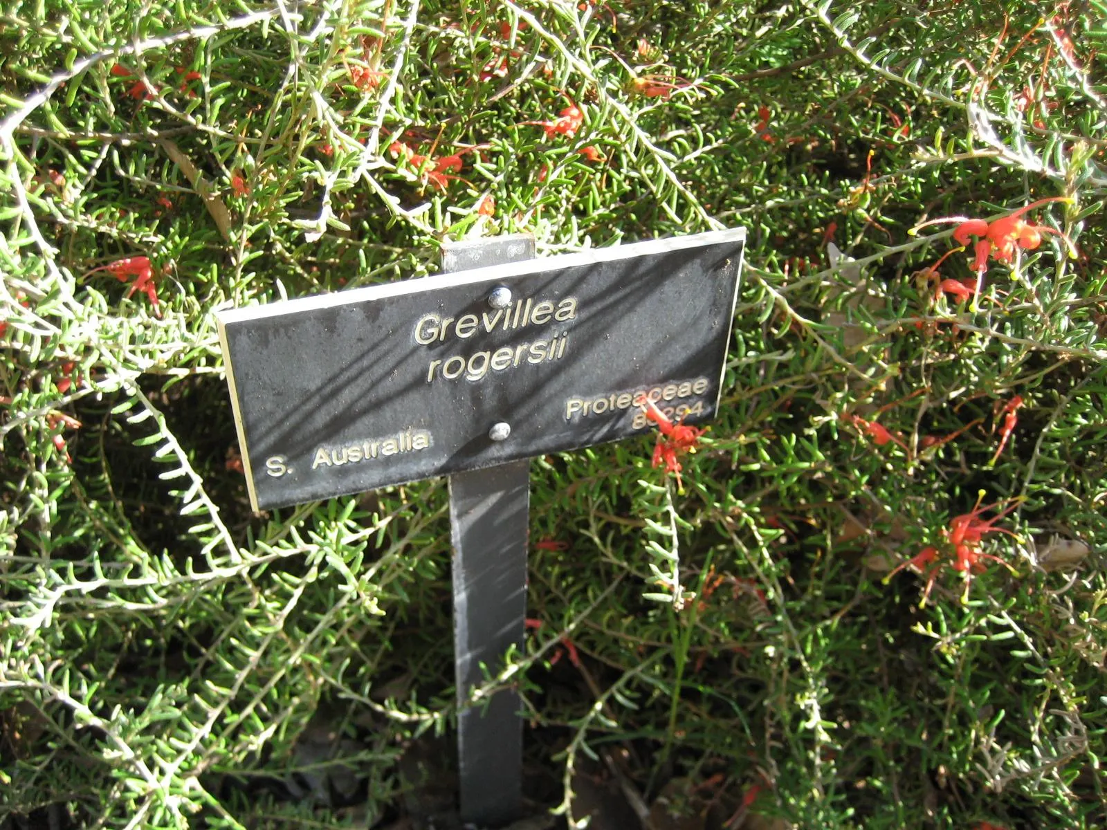Lavender Grevillea (Grevillea Lavandulacea) — This drought-tolerant Australian native thrives in well-drained soils and full sun