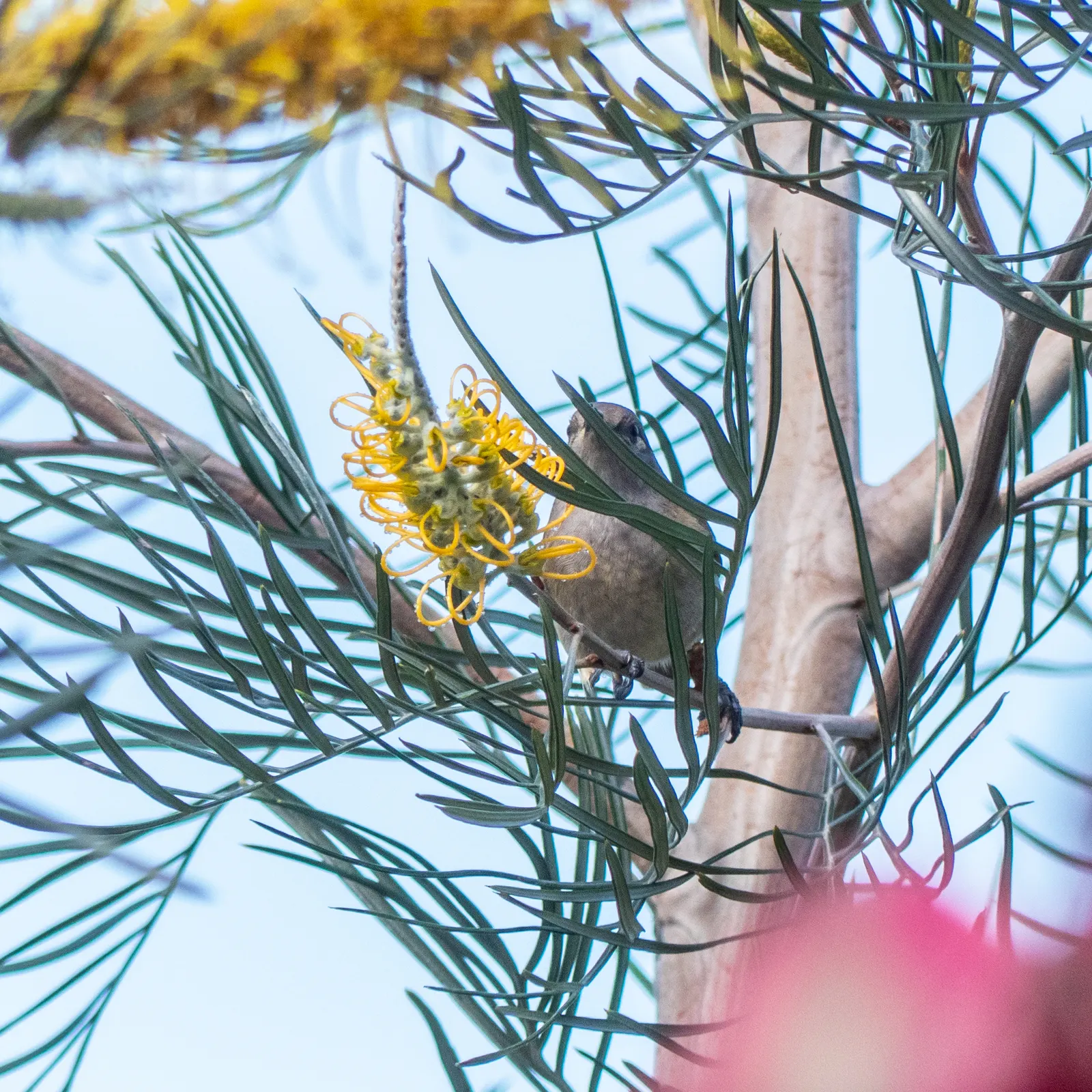 Lavender Grevillea (Grevillea Lavandulacea) — scientifically known as Grevillea lavandulacea