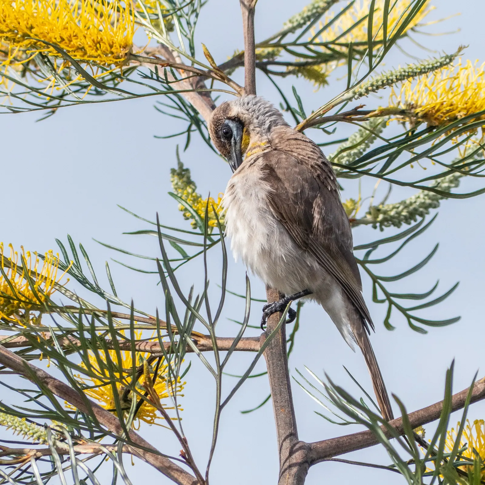 Lavender Grevillea (Grevillea Lavandulacea) — The Lavender Grevillea generally reaches a height and spread of about 3 to 5 feet